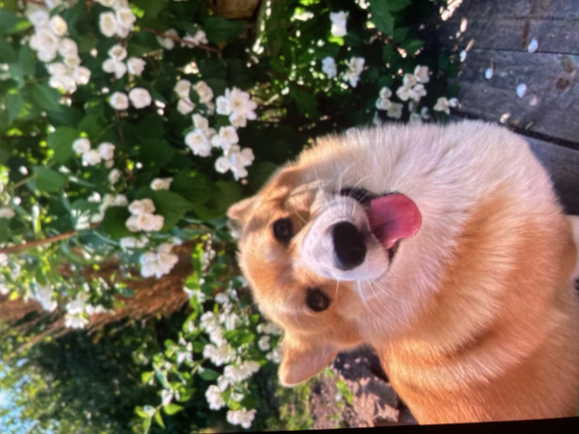 A close-up, slightly blurry, medium-shot photograph captures an orange and white Corgi dog outdoors, likely in a garden setting, in Ustyvytsia, Ukraine. The dog is positioned in the foreground, looking directly at the camera with its mouth open and tongue hanging out, conveying a happy or panting expression. Its fur is a mix of light and dark orange with white markings on its chest and muzzle. Behind the dog, a lush green bush with small white flowers is visible, suggesting a summer or spring season. The background also shows glimpses of tree foliage and a wooden surface, possibly a deck or pathway. The lighting suggests it is daytime with sunlight filtering through the leaves. There are no other people or animals present in the frame.
