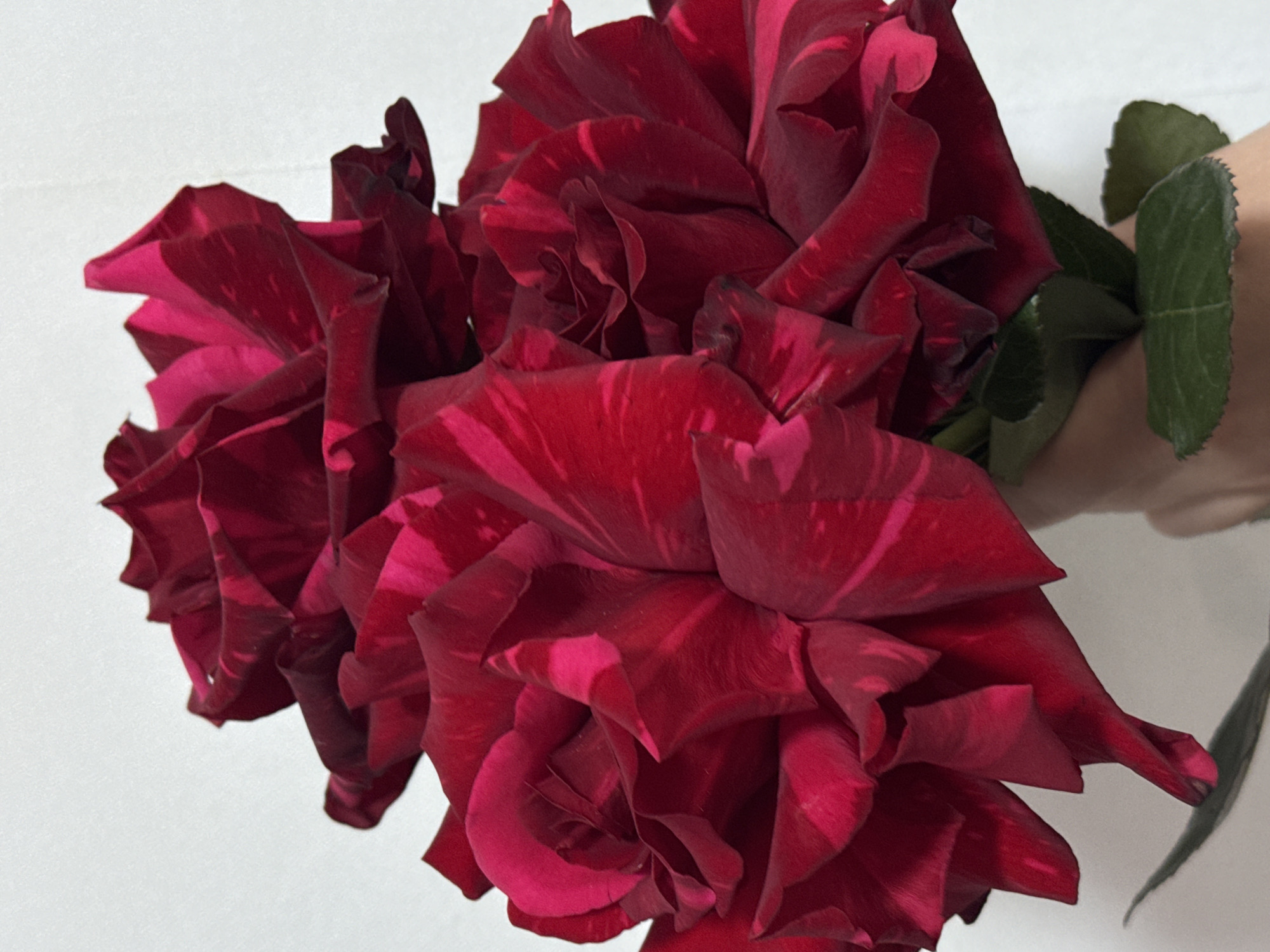 The image displays a tightly composed bouquet of several deep red roses held by a person's hand. The roses are in full bloom, featuring numerous overlapping petals that exhibit a rich, variegated coloration of dark red and magenta, with noticeable streaks and patches of lighter crimson and deeper burgundy. This creates a distinct striped or mottled appearance on many petals. The stems and a few serrated green leaves are visible beneath the rose blossoms, clutched by a light-toned hand positioned in the lower center-right of the frame. The background is uniformly plain white or off-white, devoid of any distinguishing features or context. The lighting is even and diffused, illuminating the floral details without harsh shadows. The scene's environment appears to be indoors, against a neutral backdrop.