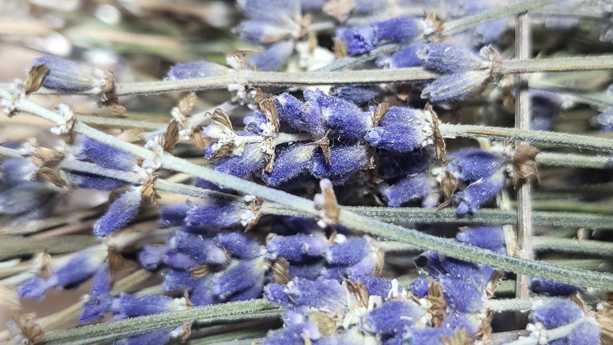 The image is a close-up, macro shot of dried lavender stalks. The lavender flowers are a deep purple, with a fuzzy texture. The stalks are thin and a pale green-grey color. The background is blurred, with hints of other dried plant material. There are no people, actions, or interactions visible. The image provides no information about its location in Novocheboksarsk, Russia, or any urban environment.
