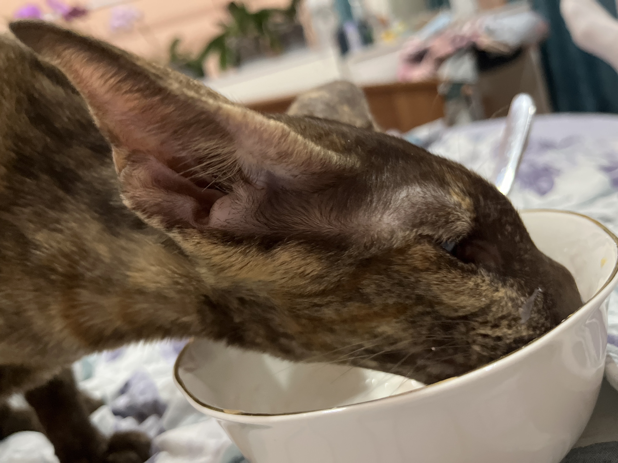 A close-up of a brown tabby cat drinking from a white bowl with a gold rim. The cat's head is immersed in the bowl. The background is blurred, showing a bed with a light purple floral patterned blanket and a glimpse of furniture in a dimly lit room. The presence of a spoon in the background suggests this might be a domestic setting. There is no indication of the location being in Chaikovsky, Russia.