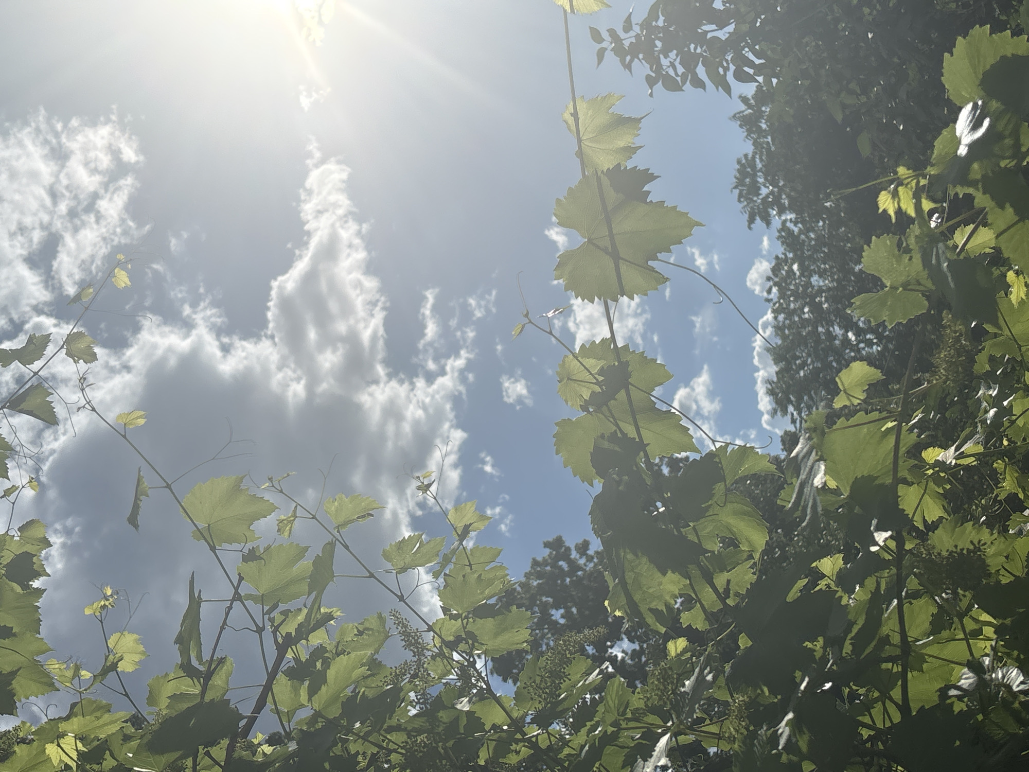 In an outdoor scene, a low-angle shot looks up through the leaves and vines of a plant towards a bright, sunlit sky. The leaves are a vibrant green, some with a lighter, almost yellow hue where the sunlight hits them directly. They are attached to thin, brown vines that weave through the frame. In the distance, silhouetted trees form a dark green line against the sky. The sky itself is a mixture of bright blue and white clouds, with the sun a brilliant white glare in the upper right corner, casting rays of light. The image appears to be taken in a natural setting, possibly a garden or park, with no indication of a specific city or location.