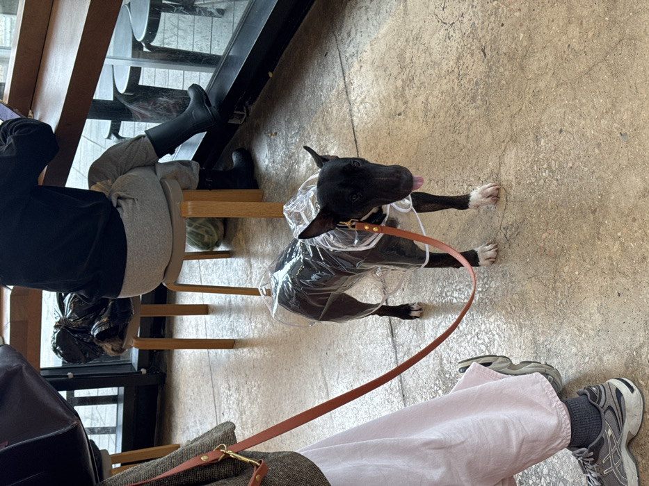 The image captures an interior scene within a commercial establishment, identified as located in Tel-Aviv, Israel, on what appears to be a rainy or recently wet day. The floor is light grey, polished concrete.
In the foreground, a black Bull Terrier-type dog, with white markings on its chest and paws, stands on a brown leather leash. The dog is wearing a transparent plastic raincoat and a brown leather collar. Its tongue is slightly extended, and it faces forward-right. The leash originates from the lower-left corner of the frame, where the lower leg and foot of an individual are visible, clad in light-colored wide-leg pants, dark grey socks, and grey athletic shoes (ASICS brand).
In the mid-ground, a second individual is seated with their back to the camera, on a light grey round-top wooden stool with light wooden legs. This person wears a dark long-sleeved top, light grey sweatpants, and black rubber rain boots. They are positioned at a light wooden counter that runs along a large window, appearing to interact with a device (likely a tablet or laptop) on the counter. An additional light grey stool, currently empty, is situated to the left of the seated individual, bearing a crumpled black plastic bag.
The background consists of large, dark-framed windows, offering a view of an outdoor area where another dark-colored stool or small table is partially visible. The natural lighting suggests daytime. The rain gear on both the dog and the seated person implies a wet external environment.