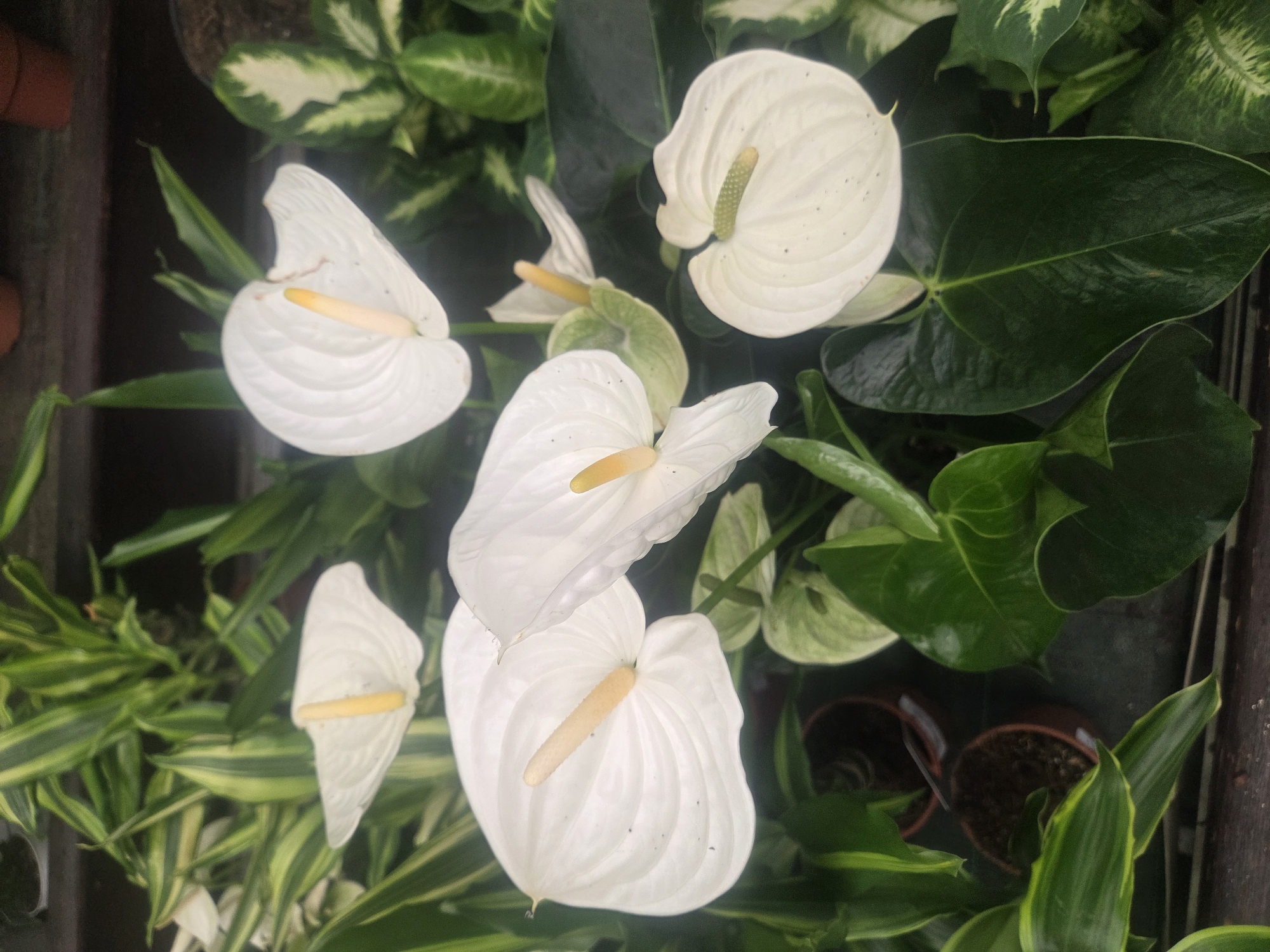 The image shows a close-up, overhead view of several white anthurium flowers with creamy yellow or light green spadices, nestled among lush green foliage. The flowers are delicate and heart-shaped, with a waxy sheen. Some of the accompanying leaves are large and deep green, while others are variegated with lighter green and white patterns. The plants appear to be in pots, some of which are visible at the bottom of the frame, and are likely displayed in a garden center or nursery. The lighting suggests an indoor or shaded outdoor environment. There is no indication of Verona, Italy, or any specific urban setting. The scene is static and focused on the botanical subjects.