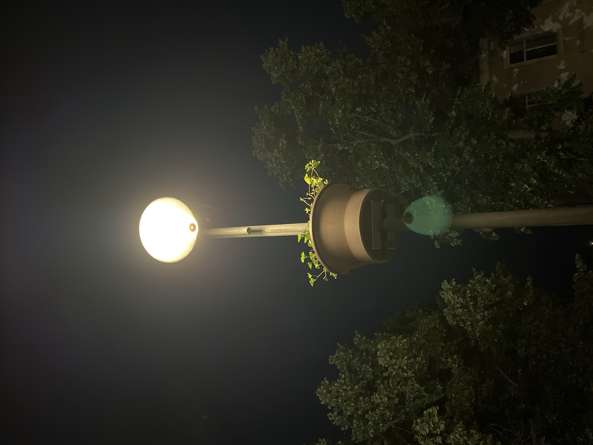This is a forensic, matter-of-fact description of an image taken in Veliki Preslav, Bulgaria. The scene depicts an outdoor environment at night. A prominent, vertical streetlamp pole, appearing dark brown or grey, occupies the center of the frame. At the top of the pole, a bright, spherical white light fixture glows with a warm yellow hue. A small, round, brown element is present on the lower edge of the light fixture, and a delicate spiderweb is visible extending from the pole to the right of the light. Below the light fixture, a large, brown, conical planter is attached to the pole, containing vibrant green, leafy plants that extend outwards. Further down the pole, a bright, irregular green object, possibly a reflector or another light, is affixed. Dense, dark green foliage from large trees borders both the left and right sides of the image, partially obscuring the background. On the far right, behind the trees, a light-colored building with at least one dark-framed window is partially visible. Faint text, possibly in Cyrillic, is discernible on the building's facade below the window. The sky is a uniform dark blue-black. No individuals or specific actions are depicted.