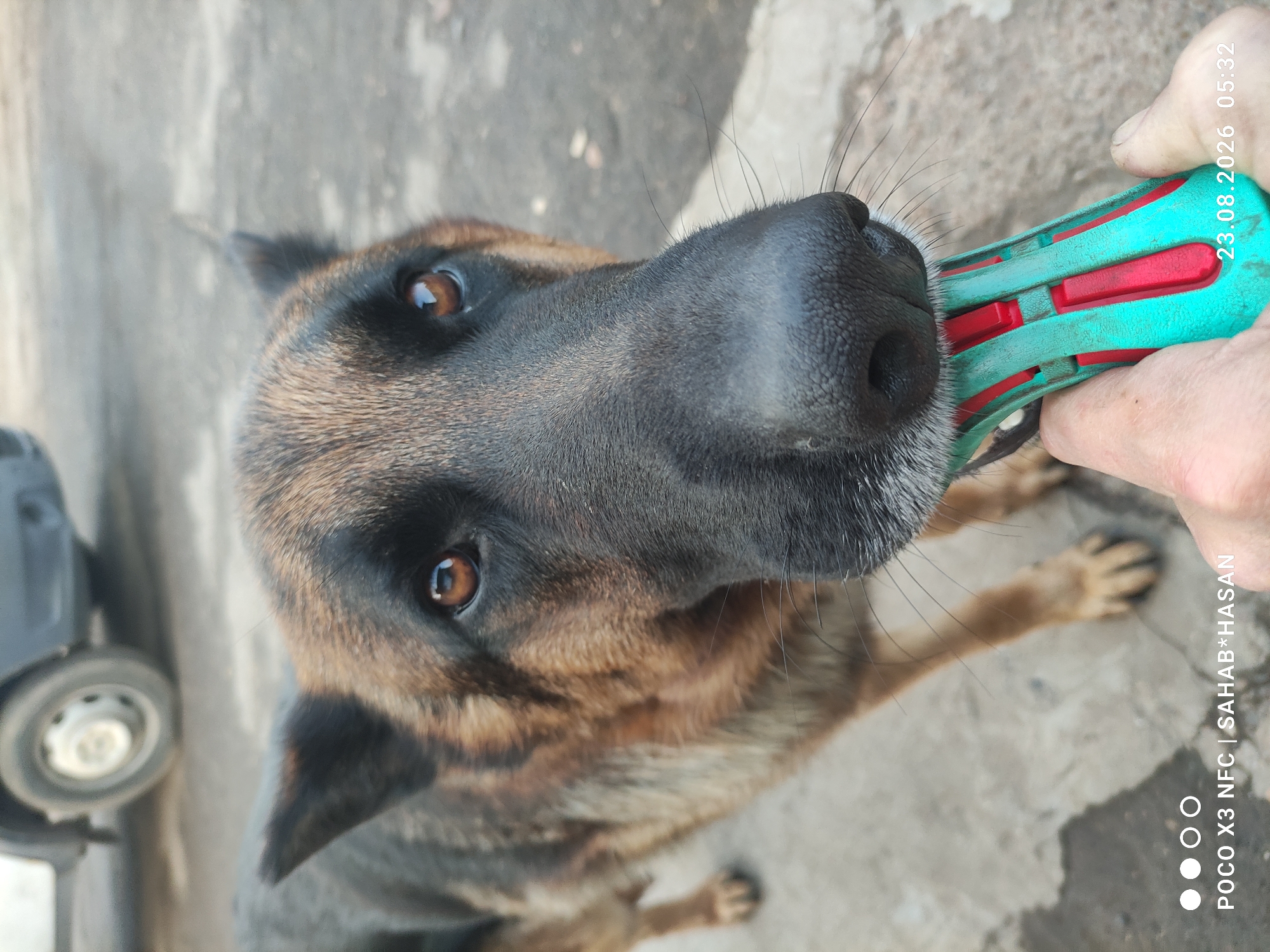In a close-up shot, a German Shepherd is seen holding a red and teal dog toy in its mouth. The dog's head fills most of the frame, with its dark nose and brown eyes prominent. Its fur is a mix of black and tan. The dog is standing outdoors on a concrete surface. In the background, a portion of a white van with a black stripe is visible, along with its tire. The timestamp "23.08.2026 05:32" and the text "POCO X3 NFC | SAHAB*HASAN" are superimposed on the image. The environment appears to be an urban setting, possibly a street or parking area in Kostroma, Russia.