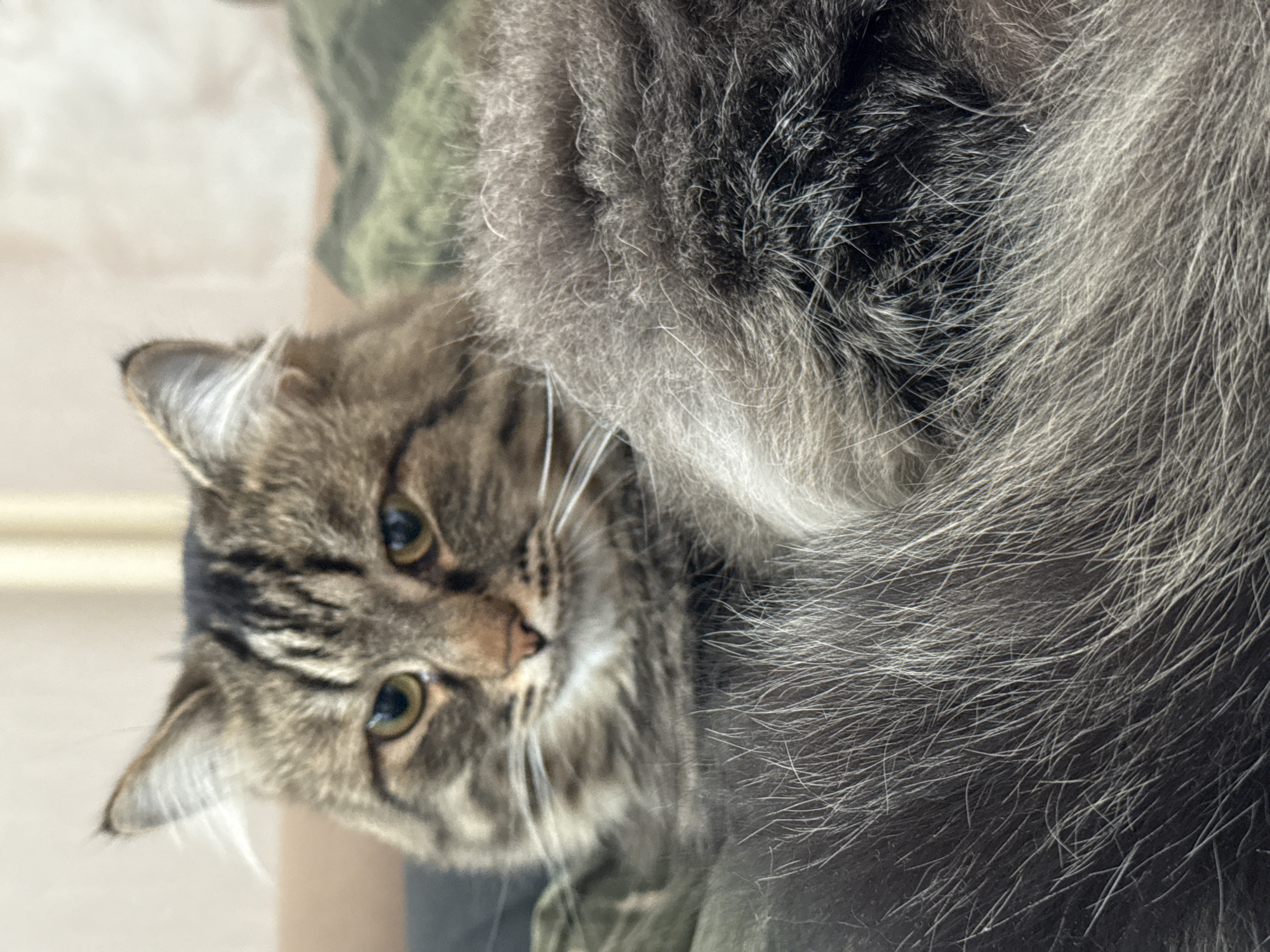 A domestic cat, likely a tabby, is the central subject of this close-up, upward-angled photograph. The cat's head is tilted to its left, and it gazes directly into the camera with an alert and curious expression. Its eyes are a striking greenish-yellow, and its pupils are slightly dilated. The cat's fur is a mix of brown, black, and grey stripes, characteristic of a tabby, with notable white whiskers fanning out from its muzzle. A prominent pinkish nose is also visible. The cat appears to be in a relaxed yet attentive state, possibly resting on a person's lap or being held.
The right side of the frame is dominated by a mass of fluffy, grey and dark grey fur, which is likely part of the cat's body or possibly another animal. The background is heavily blurred, showing indistinct shapes and colors, suggesting an indoor domestic setting. A patch of camouflage-patterned fabric, possibly part of clothing, is vaguely visible behind the cat's head, out of focus. The lighting appears soft and even, typical of an indoor environment during daytime or with artificial illumination. No specific time of day or weather conditions can be discerned. There is no visible text in the image. While the provided location context is Perm, Russia, there are no specific visual cues within the image itself to confirm this.