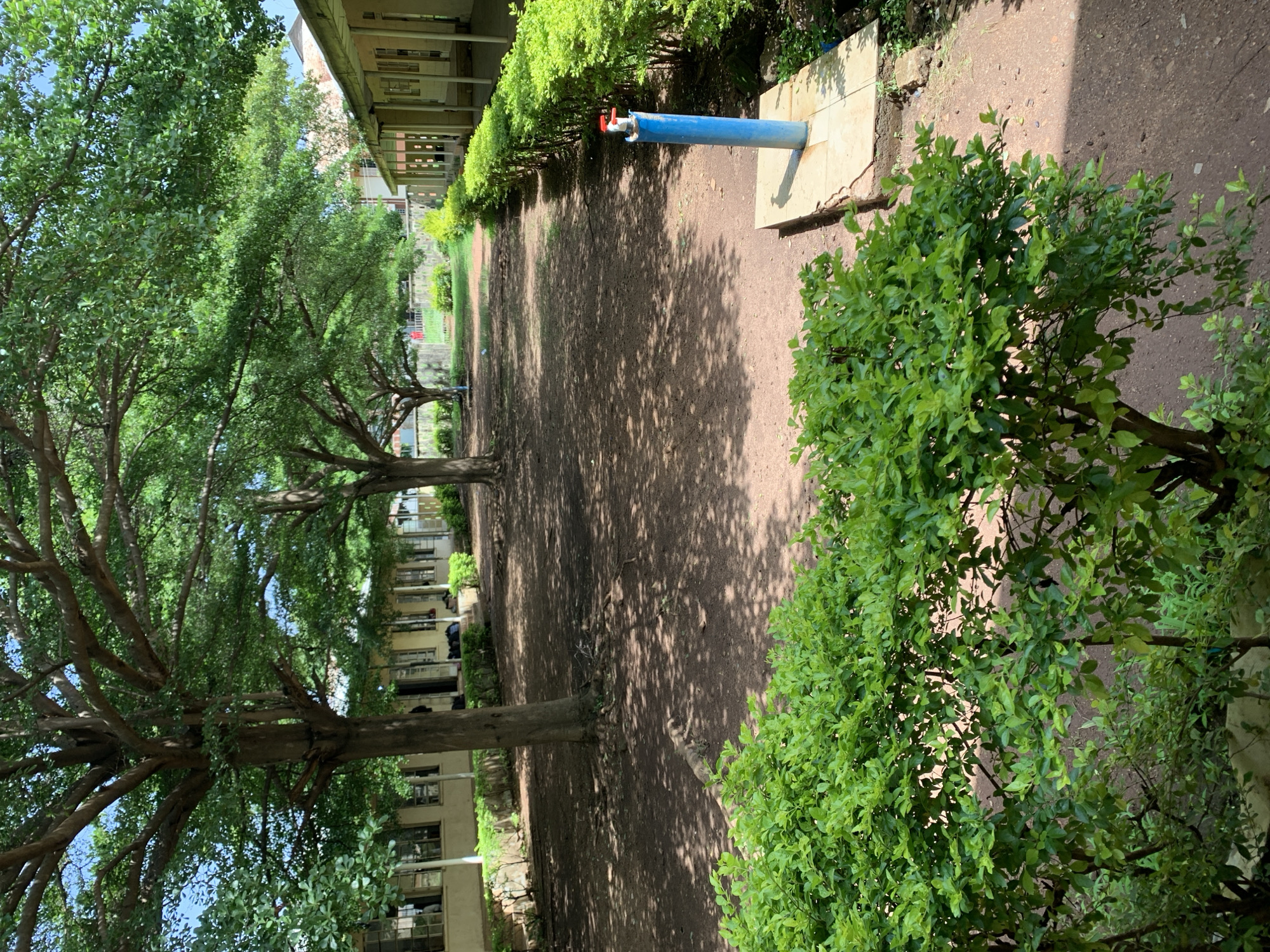 A courtyard with paved walkways and a water tap is visible in front of a building. The courtyard is lined with lush green hedges and large trees with dense foliage. The building appears to be a school or administrative building with multiple windows. The ground is covered with reddish-brown soil and scattered with fallen leaves. The scene is brightly lit by sunlight, casting shadows from the trees. In the foreground, a small, leafy bush is prominent. A blue water tap with red handles is situated on a square tiled base on the right side of the image. The image is taken in Jos, Nigeria.