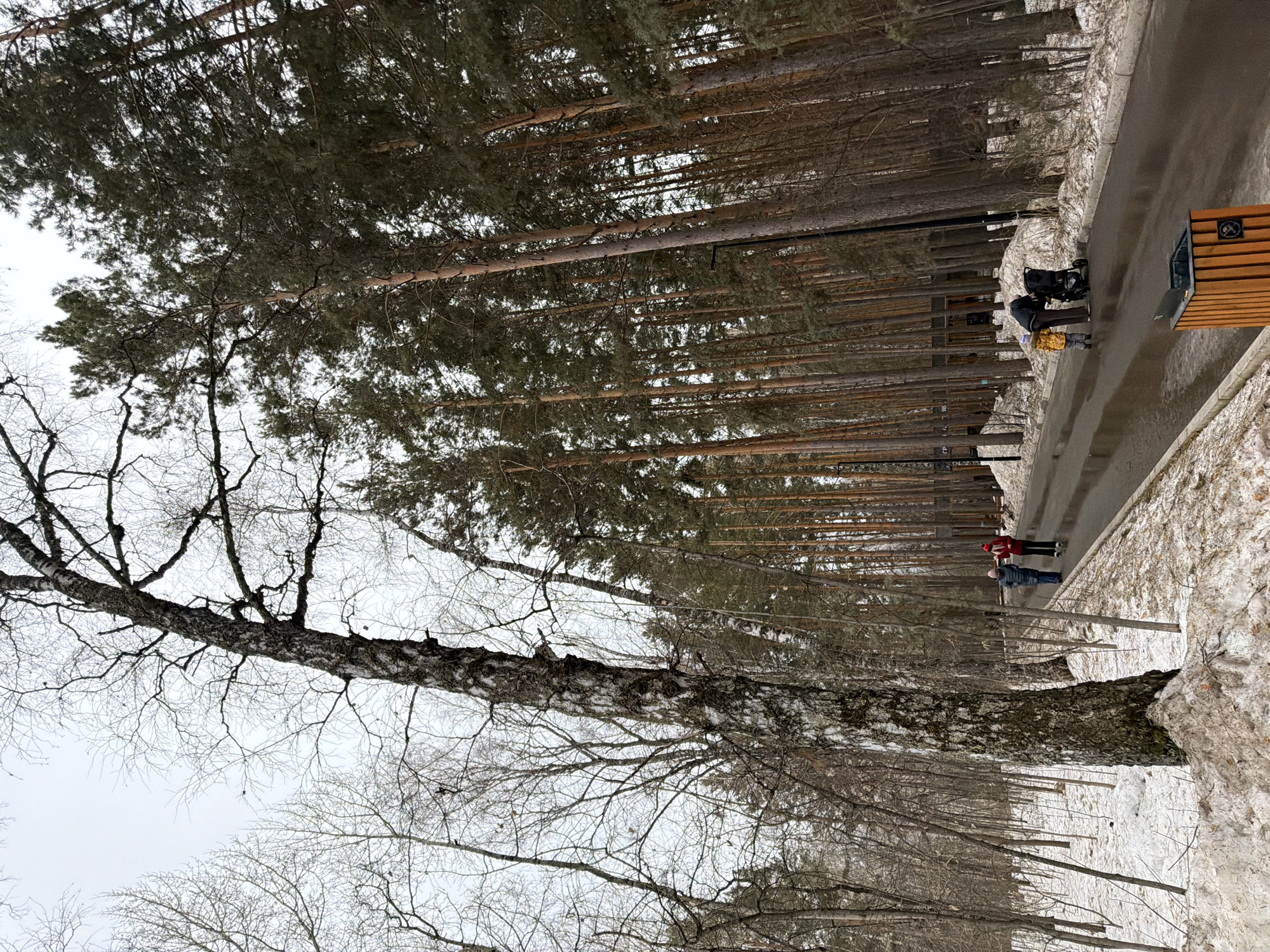 The image depicts a winter scene in a park in Krasnoyarsk, Russia. A pathway is lined with tall pine trees on one side and birch trees on the other. Snow is present on the ground. A group of people, including a woman with a stroller, are walking along the pathway. A bench is visible near the pathway. The sky appears overcast.