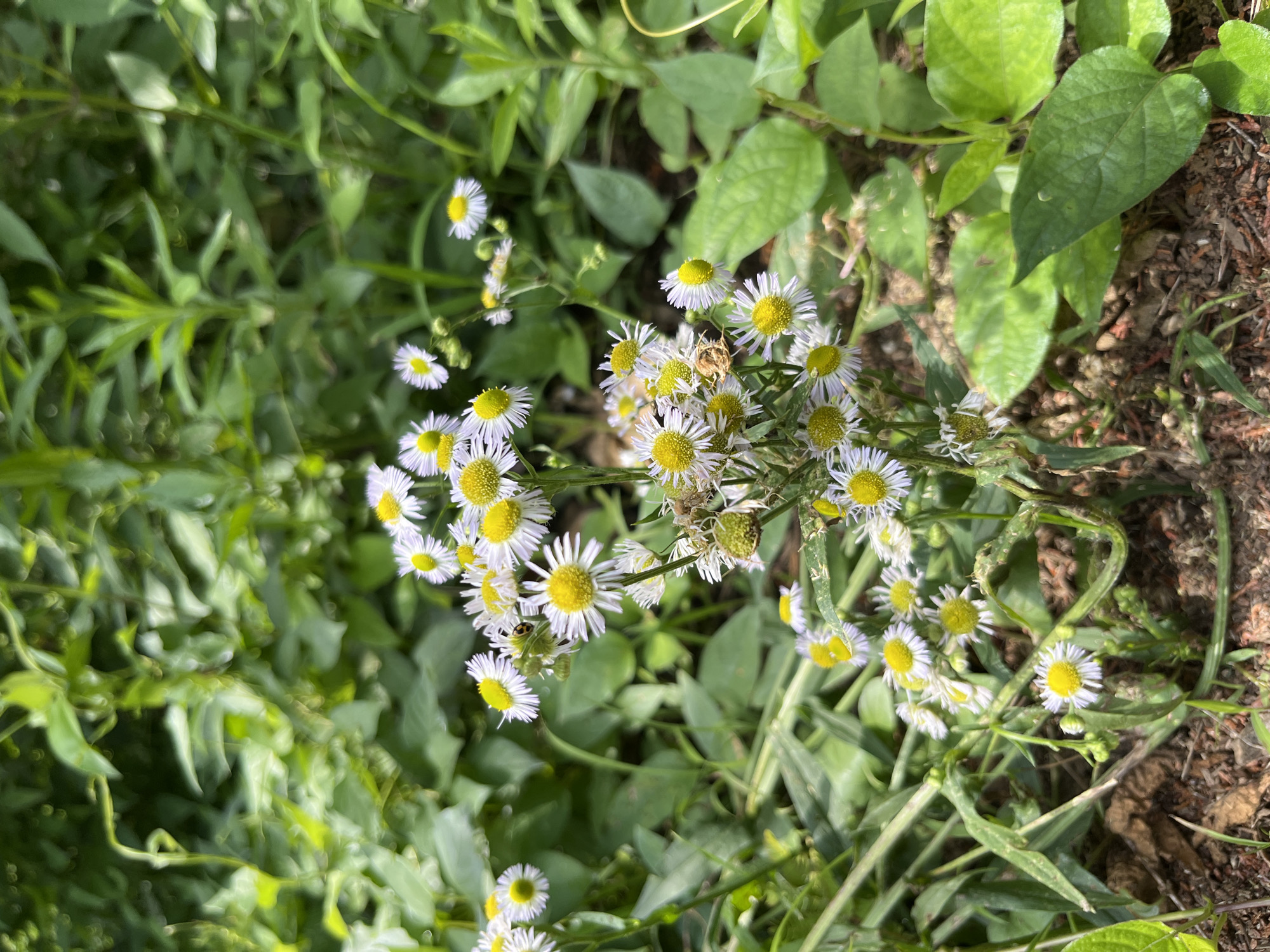 This is a close-up, eye-level, vertical shot of a cluster of small, white and yellow wildflowers, likely a type of daisy or aster, growing in a natural, outdoor environment. The flowers are in focus, with their delicate white petals and bright yellow centers. Some of the flowers appear slightly wilted or in various stages of bloom. The background consists of out-of-focus green foliage, indicating a setting with abundant vegetation. The ground beneath the flowers appears to be soil with some dried leaves and small twigs. The lighting suggests it is daytime, with natural sunlight illuminating the scene. There is no indication of human presence or activity. The image does not provide specific information about its location within the city of Sayama, Japan, beyond it being an outdoor, vegetated area.