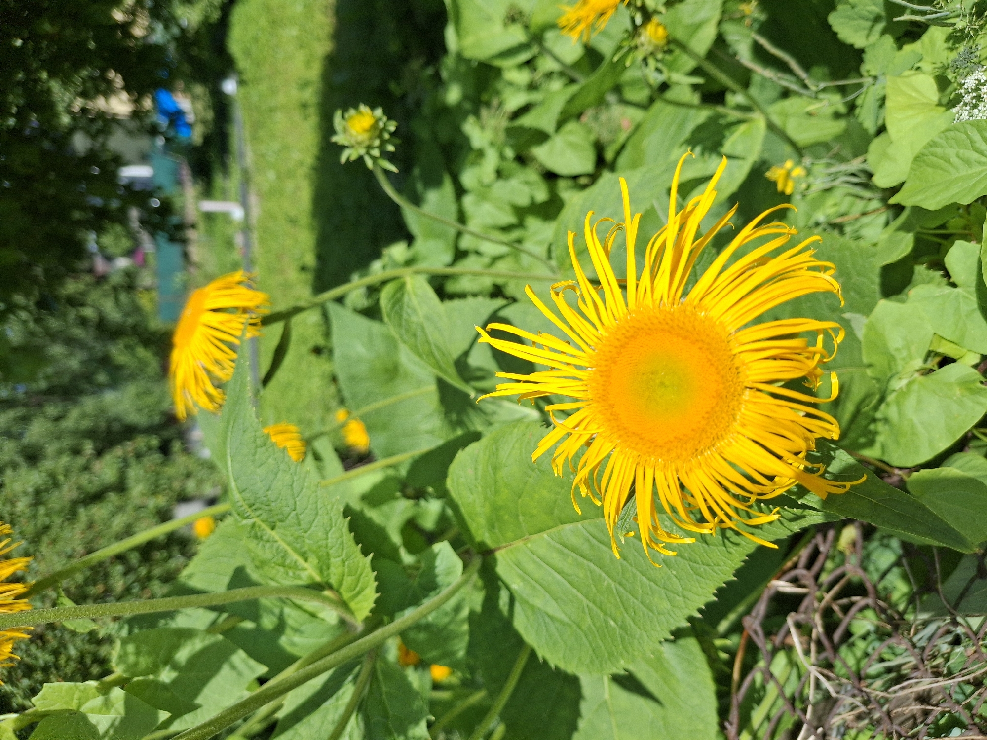 This is a close-up, eye-level, outdoor, daylight photograph of a large, bright yellow daisy-like flower in the foreground, likely in a garden setting within Ogre, Latvia. The flower has numerous thin, pointed petals radiating outwards from a central disc, which appears to be a lighter yellow or greenish-yellow. The flower is positioned slightly to the right of the center of the frame and is in sharp focus.
Behind the primary flower, other yellow flowers and green foliage are visible, some in focus and some blurred due to the shallow depth of field. The leaves are large, green, and textured, with serrated edges. A thin, rusty-colored wire fence or mesh is visible in the lower left quadrant of the image, partially obscuring some of the plant life.
In the background, out of focus, there is a grassy area, suggesting a park or backyard, with some trees and hints of structures like a building and a blue tarp or roof. The lighting suggests a sunny day, with shadows cast by the foliage. No people or animals are present in the frame. The overall scene depicts a vibrant, natural environment during the daytime.