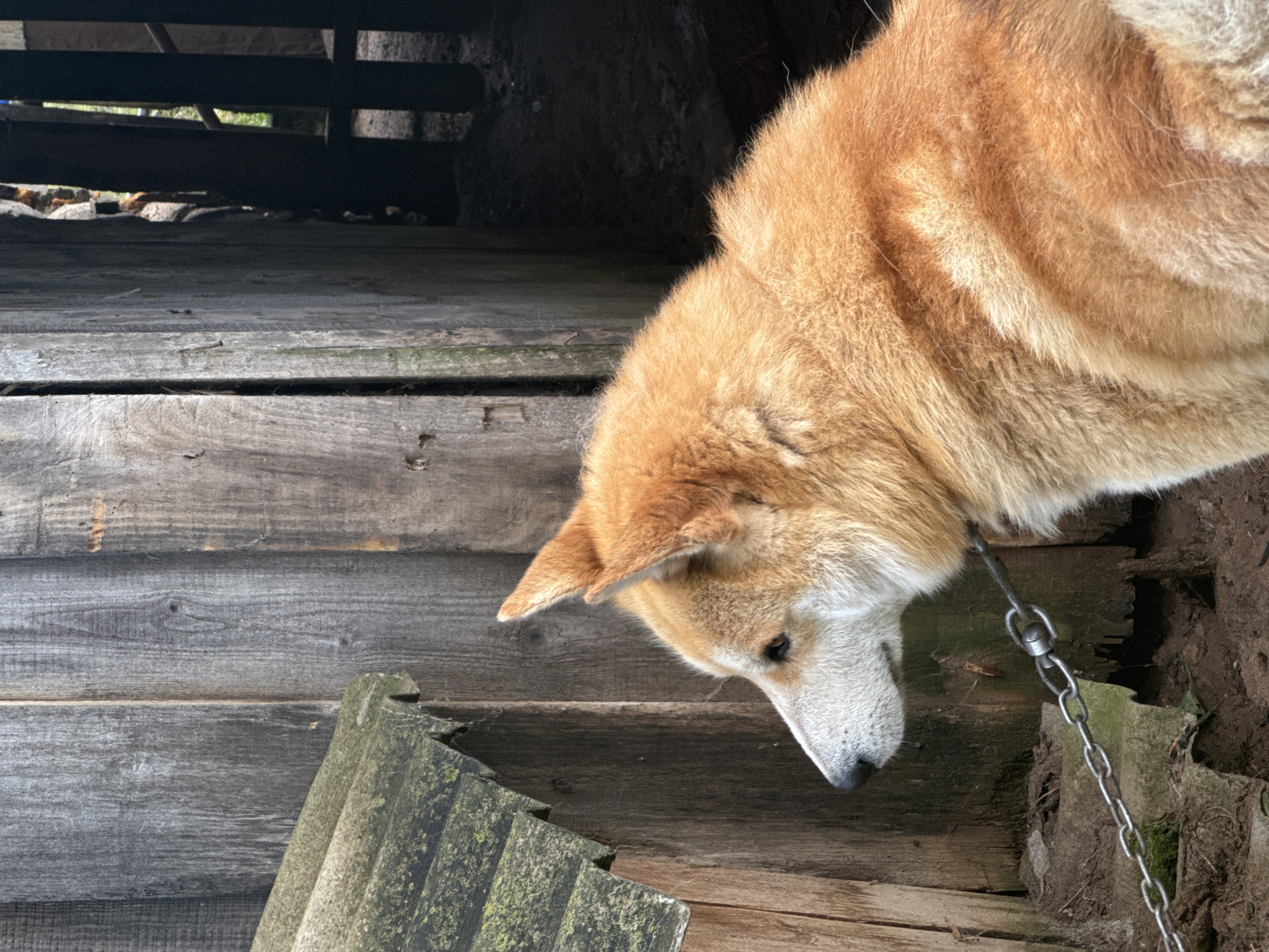 A medium shot captures a golden-furred dog tethered by a chain to a wooden structure. The dog is positioned in profile, facing left, with its head and a portion of its body visible. Its fur is a rich golden-brown, with lighter fur around its muzzle and ears. The dog appears to be alert, with its ears perked up. The background consists of weathered wooden planks, some of which are vertical and form a wall, while others are angled, suggesting a lean-to or roof structure. A corrugated roof section is visible in the upper left quadrant of the image. The ground is composed of dark soil and debris. The scene suggests an outdoor setting, possibly a yard or enclosure, in a rural or semi-rural location. The overall impression is one of a working dog in its environment. The image is undated and unlocated, but the question asks to place it in the city of Поназырево, Russia.