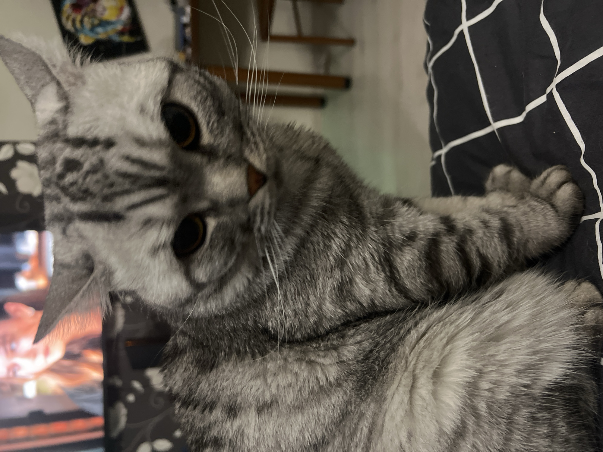 A gray tabby cat with yellow eyes is lying on a bed with a black and white checkered pattern. The cat is close to the camera and appears to be looking directly at it. In the background, there is a blurred image of what appears to be a television screen and a wooden structure resembling stairs or furniture. There is no indication of the location being Chaikovsky, Russia.