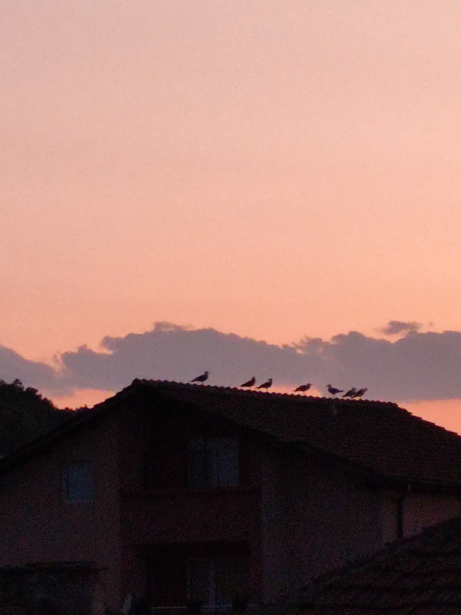 A silhouetted house with a dark tiled roof sits beneath a pale pink and orange sky. A line of six small, dark birds is perched along the ridge of the roof. In the background, a line of dark trees is visible on the left side of the image, and a few wispy clouds drift across the sky. The scene appears to be a residential area in Montana, Bulgaria, during either sunrise or sunset.