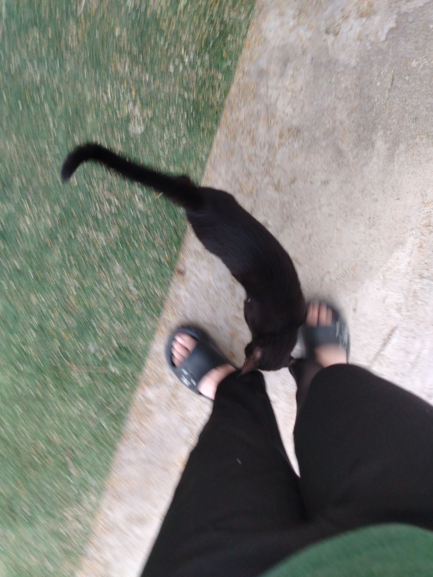A black cat is rubbing against a person's legs, who is wearing black pants and grey-blue sandals. The person is standing on a surface composed of both green, possibly grass or painted concrete, and grey concrete. The location is presumed to be Al Mas'oudi, United Arab Emirates, but there is no specific evidence of this location within the image itself.