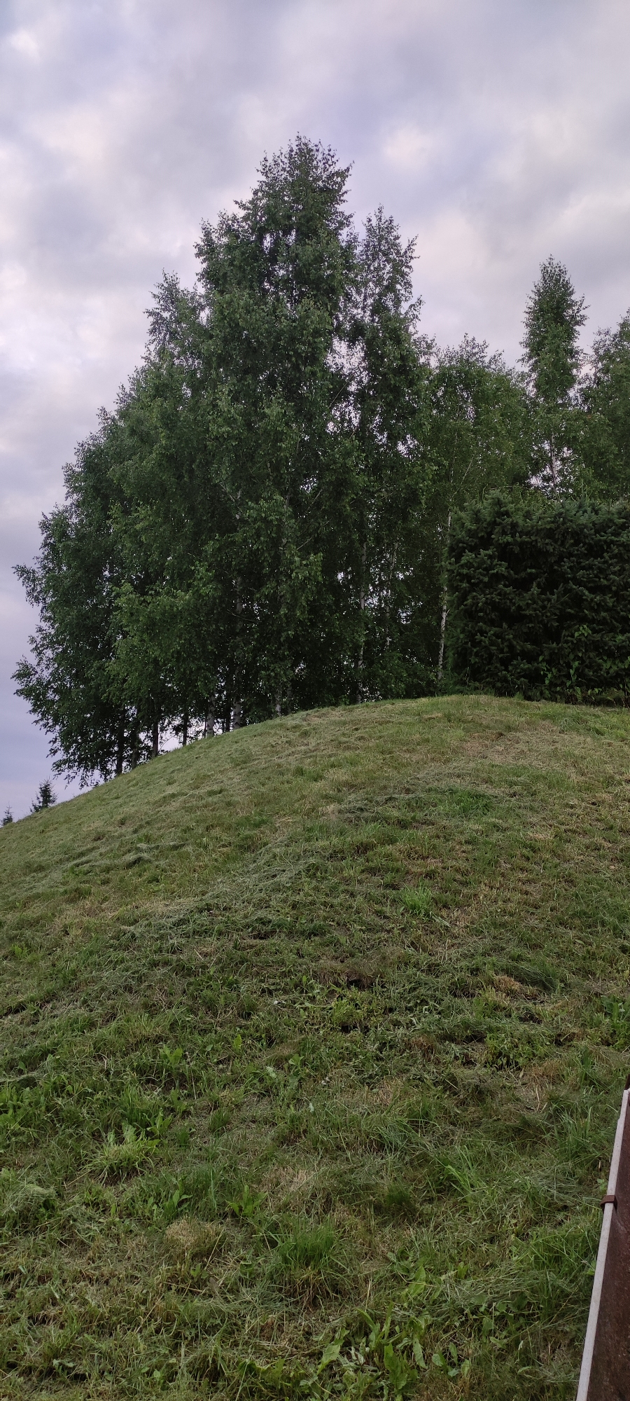 A slightly overcast, natural scene features a grassy mound in the foreground. The mound is covered in short, freshly cut grass with some longer blades and small weeds scattered throughout. Behind the mound, a line of trees forms the backdrop, with a dense, dark green evergreen bush on the right side of the frame. The trees are a mix of deciduous with light-colored bark, likely birch, and some taller, darker evergreens. The sky above is filled with gray, textured clouds. The image appears to be taken outdoors in a park or suburban area. The specific location is Росинка Кп, Russia. There are no people or animals visible in the image.