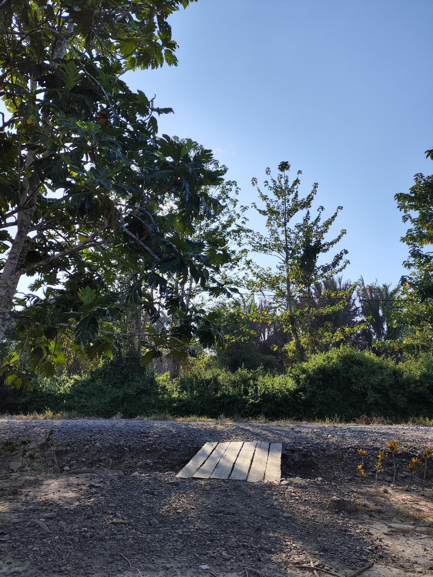 The image depicts an outdoor scene with a clear blue sky. In the foreground, a path made of gravel leads to a small wooden bridge. The bridge is constructed from several planks of wood laid parallel to each other. To the left of the path, a large tree with dark green leaves dominates the frame. The background is filled with dense green foliage, with several other trees of varying heights and leaf densities visible. The lighting suggests it is daytime, with sunlight casting shadows on the ground. This scene is located in the city of Jakarta Baru, Indonesia.
