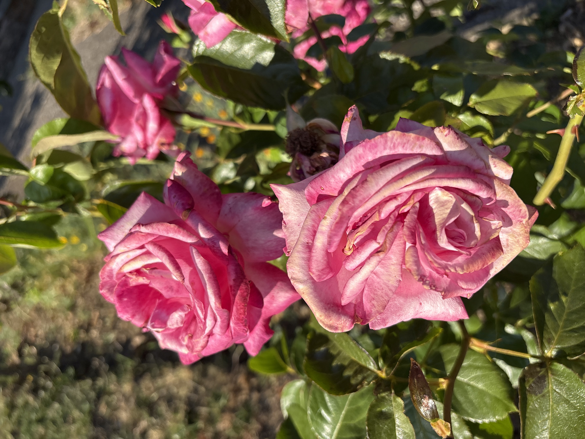 The image shows a close-up view of several pink roses and green leaves in a garden. The roses are in various stages of bloom, with some fully open and others partially closed. The leaves are lush and vibrant, with some reflecting sunlight. The background is blurred, suggesting a shallow depth of field, and appears to be a garden setting with soil and possibly other plants. There are no people or animals visible in the image. The lighting suggests it is daytime, likely outdoors. The image does not provide any information about the city of Chelmsford, United Kingdom.