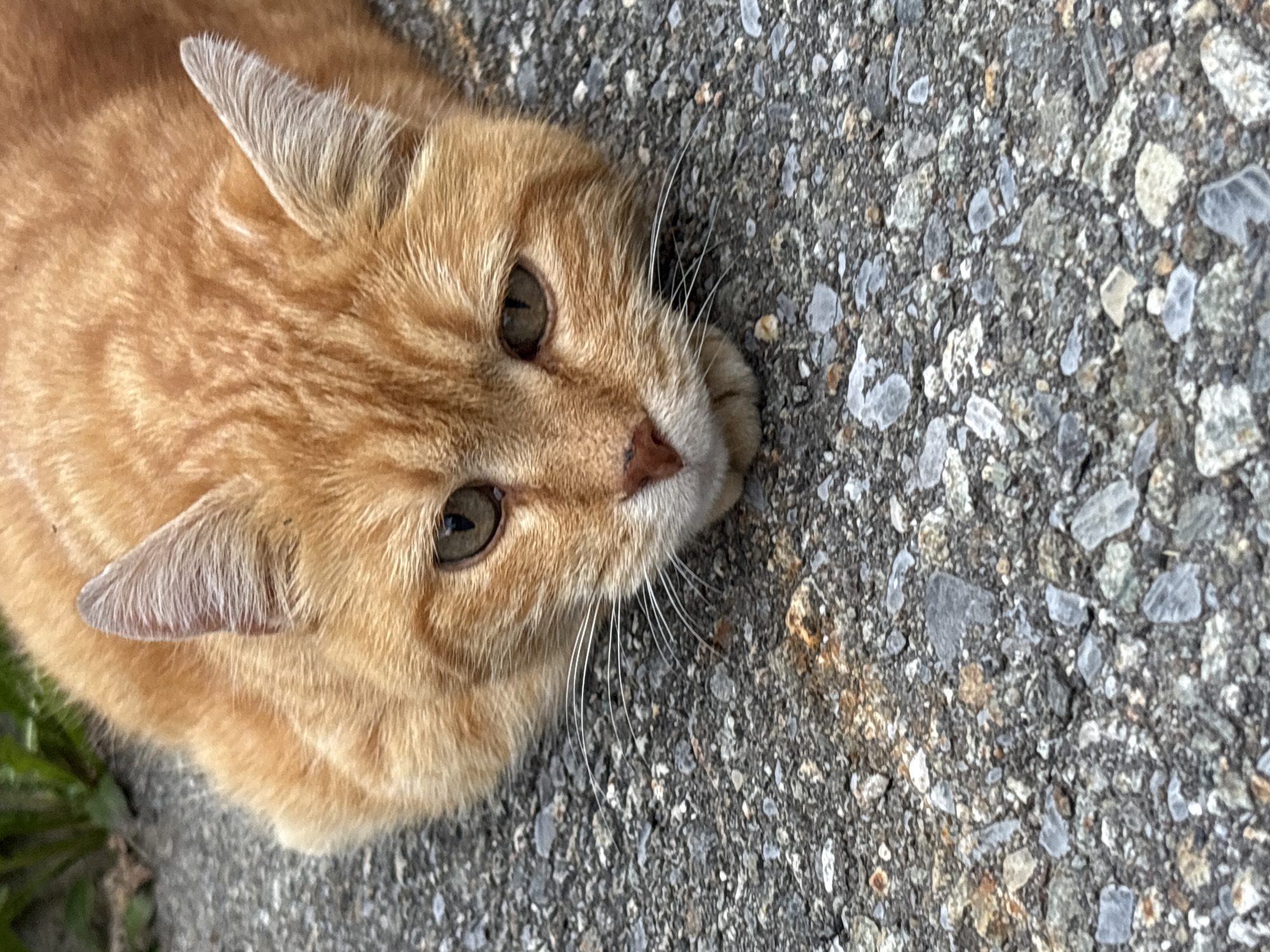 An orange tabby cat is lying down on a paved surface, its head resting on its paws. The cat's eyes are open and it is looking towards the camera. The paved surface appears to be asphalt with small stones. In the background, out of focus, is some greenery, possibly grass and weeds. The lighting suggests it is daytime, but overcast. The scene is outdoors and urban. The image does not contain any information about Grindelwald, Switzerland.