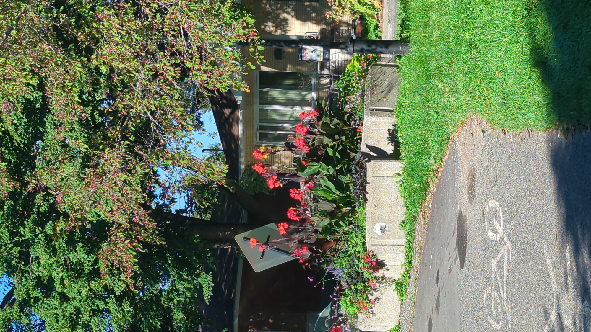 The image depicts a residential street scene in Montreal, Canada, on a sunny day. A paved path, marked with a bicycle lane symbol, curves to the left, bordered by a lush green lawn. In the background, a low, concrete planter is filled with vibrant red canna lilies and other flowers, set against the facade of a brick house. A tall tree with green leaves and some red fruit overhangs the scene. A street lamp stands to the right of the house, and a white, diamond-shaped sign is visible behind the flowers. The overall impression is one of a well-maintained suburban property.