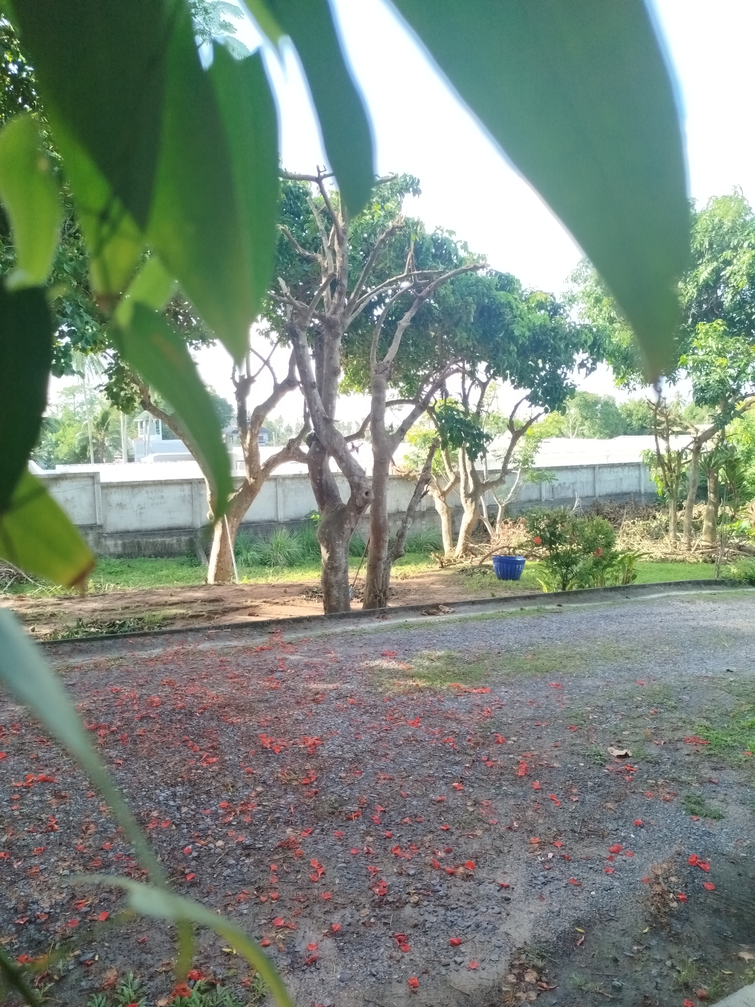 The image depicts an outdoor scene at Baan Lamai, Thailand. In the foreground, a gravel path is scattered with numerous small red flower petals. Partially obscuring the view are out-of-focus green leaves in the lower left and upper portions of the frame. Beyond the path, a patch of soil and grass leads to a line of trees with rough bark and sparse foliage. A low, light-colored concrete wall runs horizontally across the middle ground, separating the immediate area from a more distant, overgrown section. A bright blue plastic bucket is visible amongst some bushes and greenery near the wall. The background is filled with more trees and foliage, with the sky appearing bright and overcast. There are no people or animals visible in the scene. The environment suggests a semi-natural, possibly a residential or communal outdoor space.