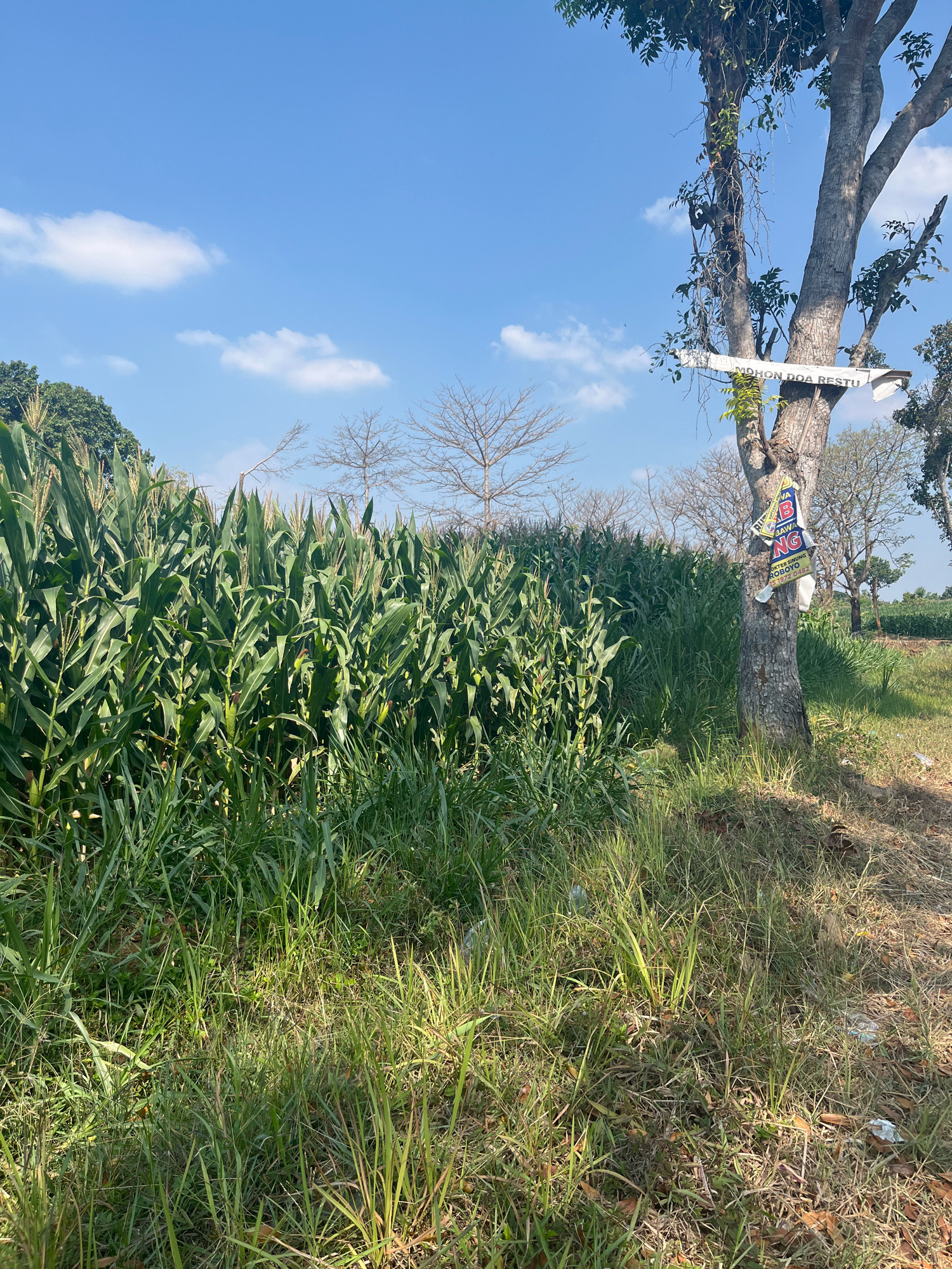 In Gentungan, Indonesia, a sunny day is depicted with a field of lush green corn to the left, stretching towards the horizon. The sky is a vibrant blue with scattered white clouds. To the right, a tree trunk stands prominently, adorned with a white sign that reads "MOHON DOA RESTU" (meaning "Please pray for blessings" in Indonesian) and a colorful, possibly political, banner. The ground is covered in grass and dry leaves, with some scattered plastic waste visible. The overall scene suggests a rural or semi-rural setting in Indonesia on a clear day.