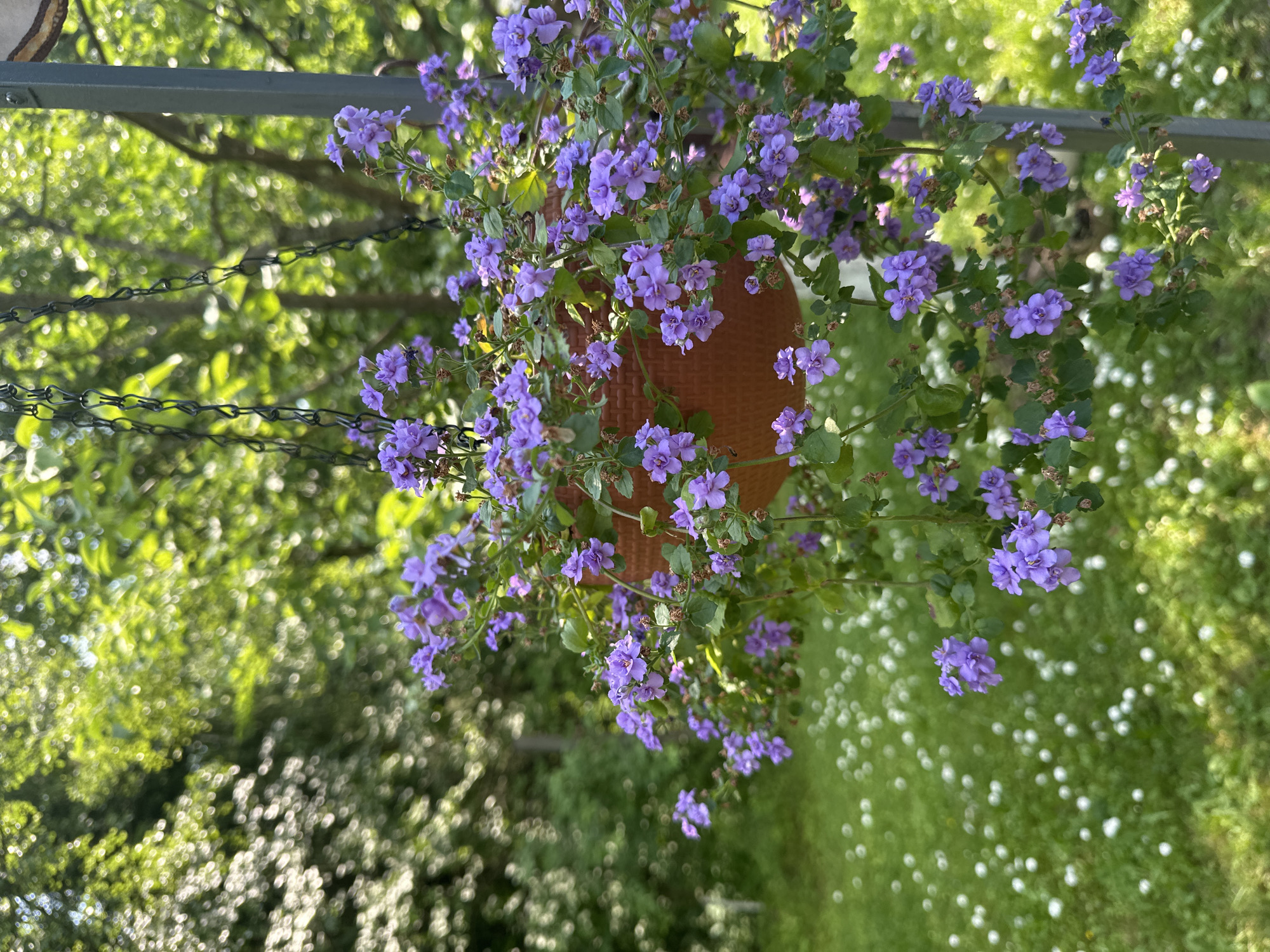 A hanging basket filled with small purple flowers is suspended from a metal pole in a garden. The basket is a reddish-brown color and is overflowing with the delicate purple blossoms and green foliage. In the background, a lush green lawn is dotted with small white flowers. The scene is bathed in soft sunlight, creating a peaceful and idyllic atmosphere. The image was taken in the city of Kozino, Russia.