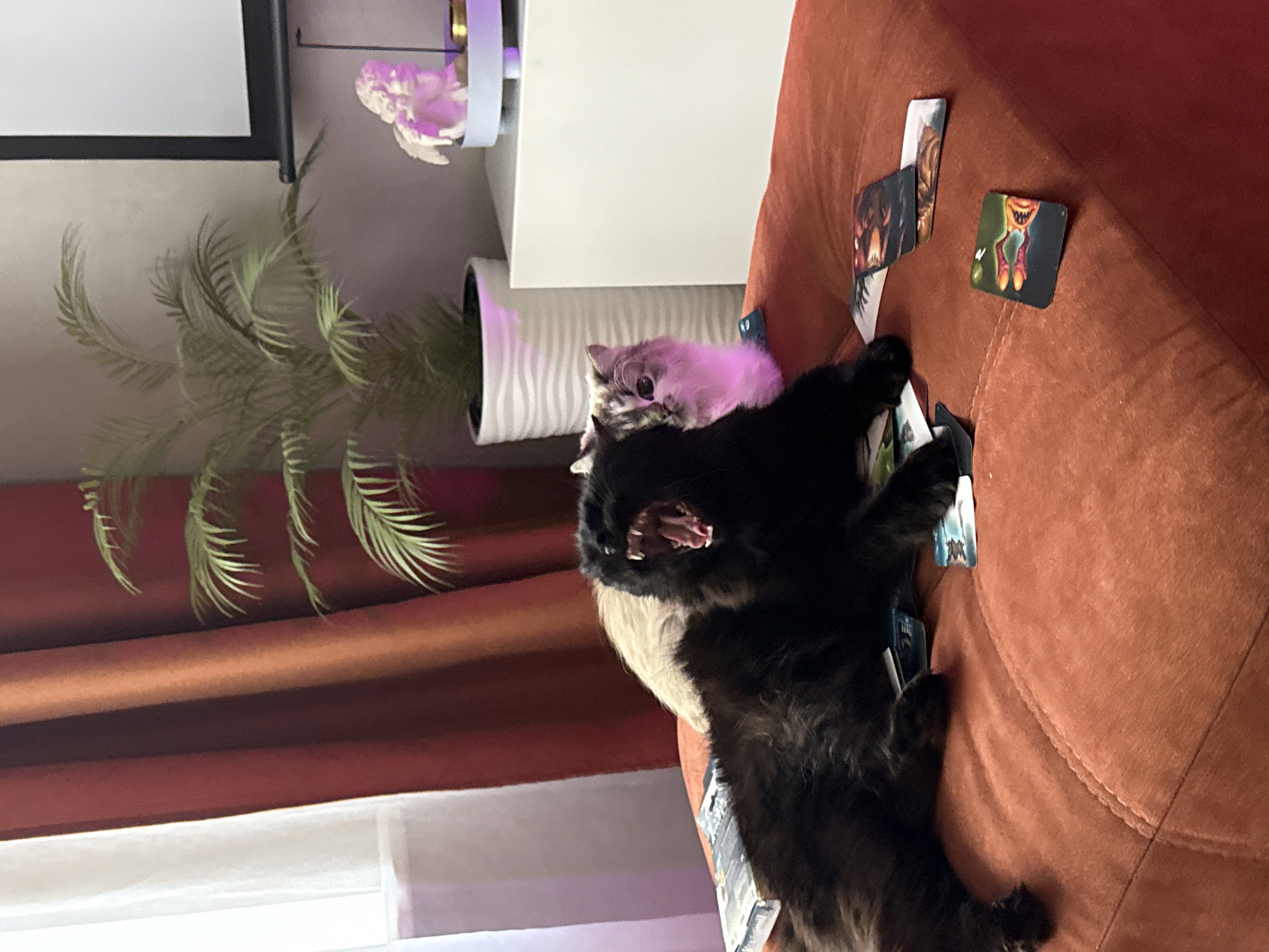 An indoor scene captured from a slightly elevated perspective shows two cats lounging on a textured, rust-orange sofa. A large black cat is prominently featured in the foreground, lying on its back with its mouth wide open, revealing fangs and a pink tongue, in what appears to be a yawn or vocalization. Perched calmly on the black cat's back is a smaller, light-colored (possibly grey or tabby) cat, looking towards the camera with wide eyes.
Several illustrated game cards are scattered on the sofa around the cats, one clearly showing a pair of green monster legs with a large "N" symbol, suggesting a board game. In the background, to the left, a green leafy houseplant in a white ribbed pot sits on the floor. Behind the plant, a white piece of furniture holds a small, white, cherub-like statue, illuminated by a distinct purple light source that casts a glow over the area and the smaller cat. A projection screen or large white panel is visible in the upper left corner, and rust-colored curtains hang behind the plant. The artificial purple lighting suggests it might be evening or night. The cats appear comfortable and relaxed. No discernible text is visible on any objects.