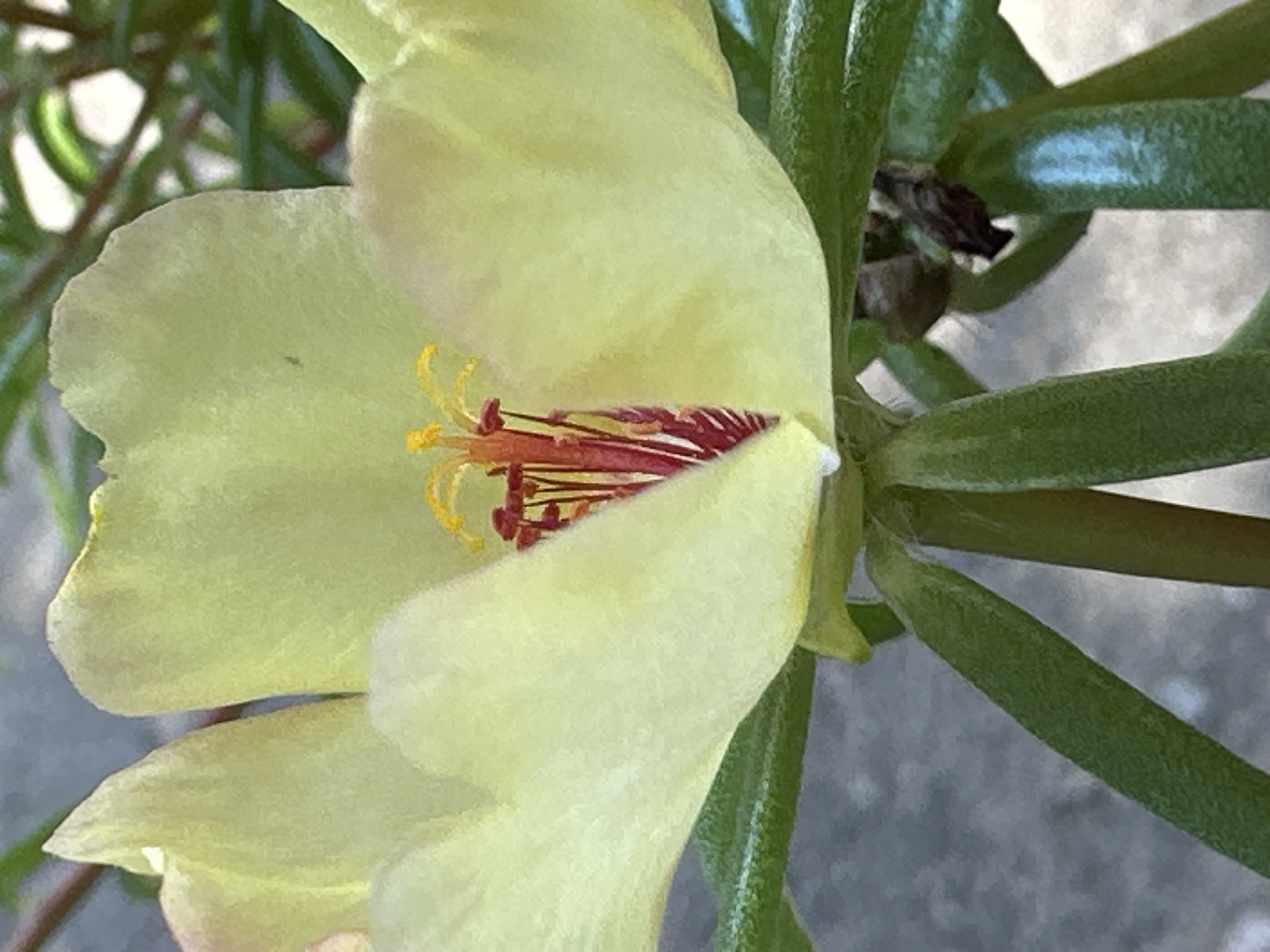 This is a close-up, forensic, matter-of-fact description of a yellow flower, likely in the city of Lobacheve, Ukraine. The flower is predominantly yellow with delicate, translucent petals that appear slightly ruffled. At the center of the bloom, there are prominent red stamens with yellow pollen. The flower is surrounded by thick, green stems and leaves, some of which are out of focus, suggesting a natural, outdoor setting. The background is blurred and appears to be a neutral gray, possibly a paved surface like a sidewalk or road. There are no people or animals visible in the image. The lighting suggests it is daytime, with the sunlight highlighting the intricate details of the flower's reproductive parts and the texture of its petals. The focus is sharp on the flower's center, while the outer petals and surrounding foliage exhibit a softer focus.