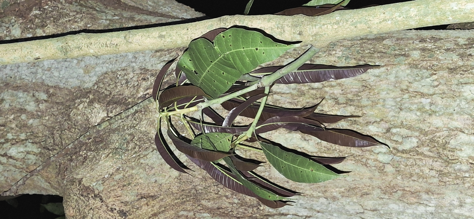 This is a close-up, vertically oriented, low-light photograph of a young mango tree sprout with both green and reddish-purple leaves. The sprout is attached to a large, rough-barked tree trunk. The trunk displays a textured, light-colored bark with green and brown hues. Another smaller, lighter-colored tree trunk is visible to the right. The background is dark and out of focus. The image was captured in the city of Vallecito, Venezuela.