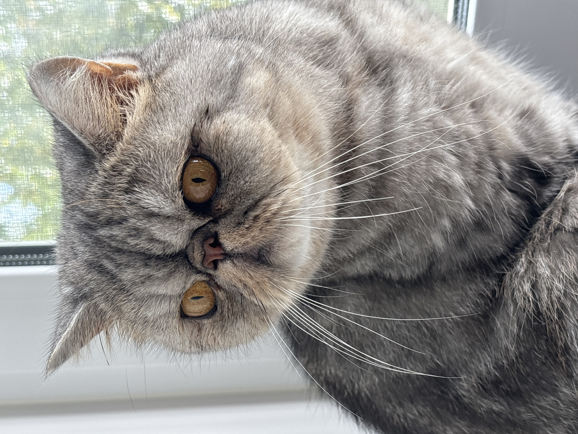 An close-up, eye-level medium shot captures a Persian cat with grey tabby markings and striking amber eyes. The cat is positioned in profile, facing left, with its left ear slightly tilted forward. Its fur appears fluffy, and prominent white whiskers fan out from its muzzle. The background is softly blurred, showing a window with greenery visible through a textured glass, and a white wall to the left. The scene is indoors, likely a domestic setting. There is no indication of Chaikovsky, Russia, or any other specific city.