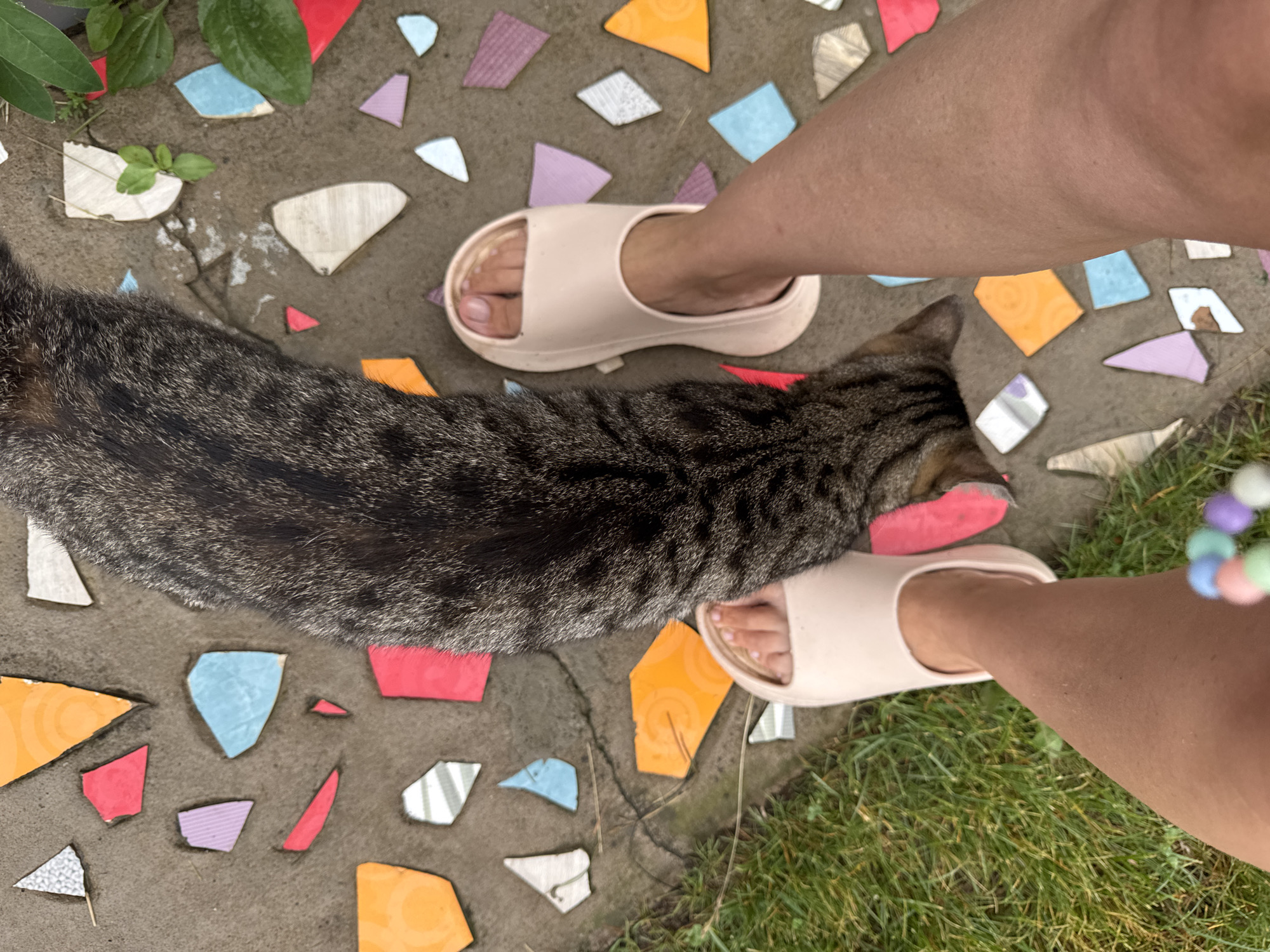 A close-up, top-down view shows a person's legs and feet wearing light pink slides. The person is standing on a mosaic pathway made of broken ceramic tiles in various colors including red, orange, blue, purple, and white, embedded in concrete. A grey and black tabby cat is lying on the pathway, its body curved between the person's legs, with its head obscured by the person's legs. Green grass is visible to the left of the pathway, and a few green leaves are growing out of the pathway on the right. The scene is outdoors, possibly in a garden or backyard. The location is identified as Michurinskoye, Russia.