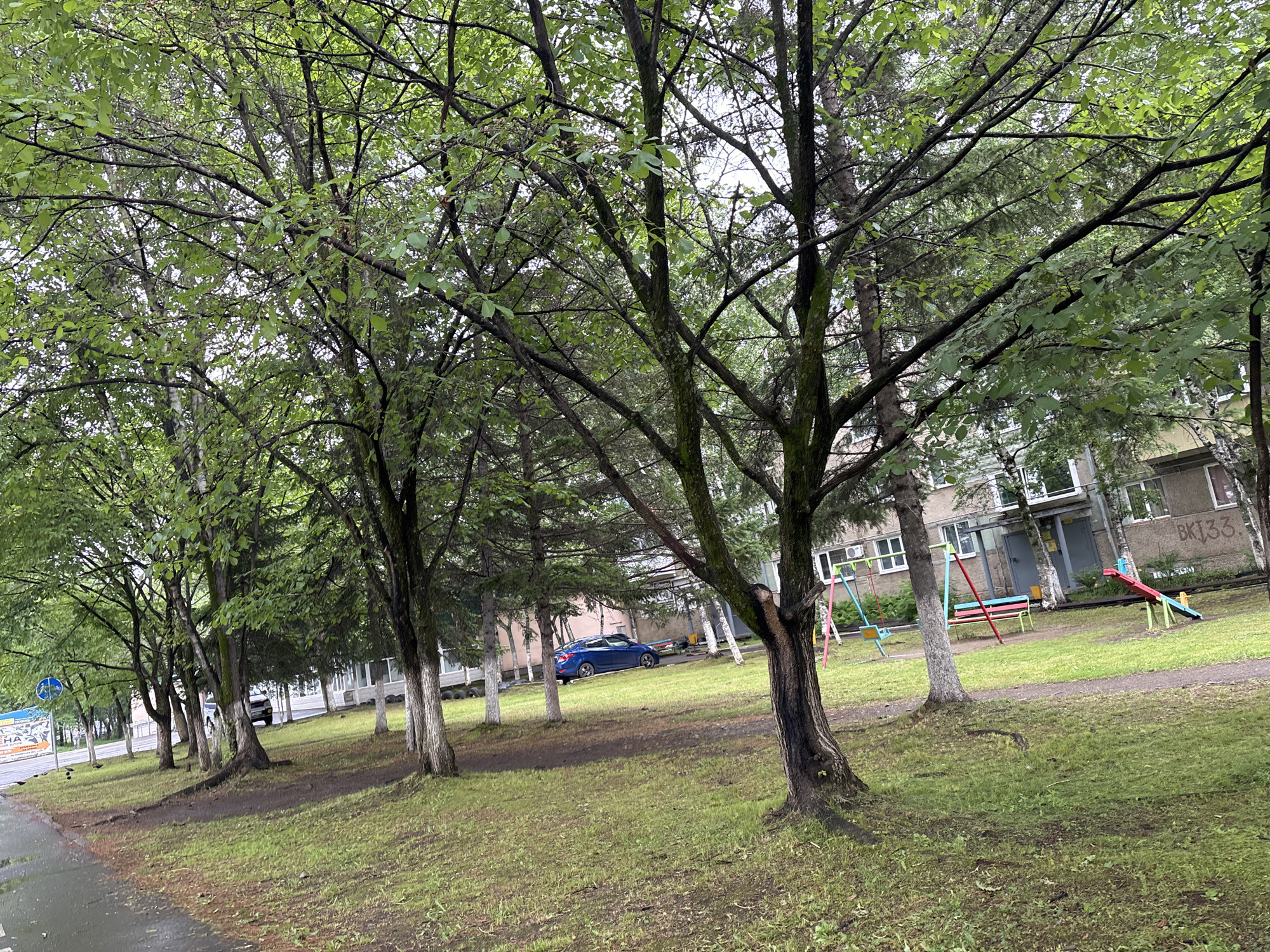 The image shows a row of trees with dense foliage, obscuring the background in places. In the distance, there is a building with windows and balconies, suggesting an urban environment. A playground structure with colorful elements is visible in front of the building. A blue car is parked on the side of a wet asphalt road. The ground is covered with grass and there are some patches of bare earth. The scene appears to be in Birobidzhan, Russia, as indicated by the graffiti on the building that reads "BK133". The lighting suggests an overcast or rainy day, as evidenced by the wet road and diffused light. There are no people visible in the image.