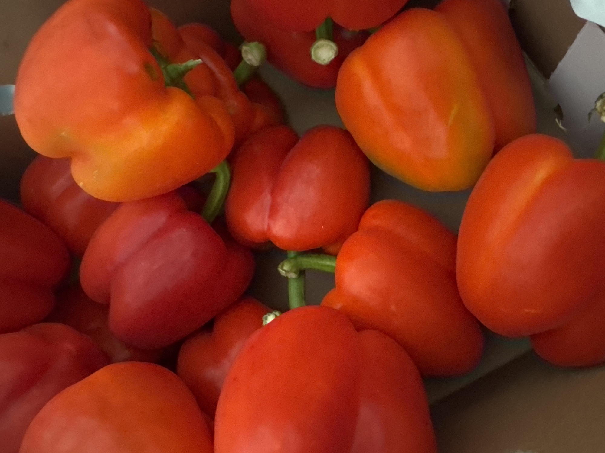 A close-up, top-down view captures a pile of vibrant red and orange bell peppers, likely in a cardboard container, suggesting a market or grocery setting. The peppers are a mix of shapes and sizes, some appearing plump and smooth, while others show slight wrinkles or imperfections. Green stems are visible on some of the peppers, indicating freshness. The lighting is natural, highlighting the glossy texture of the peppers' skins and creating subtle shadows that add depth to the arrangement. The background is blurred, keeping the focus solely on the produce. The scene is devoid of any human presence or activity.