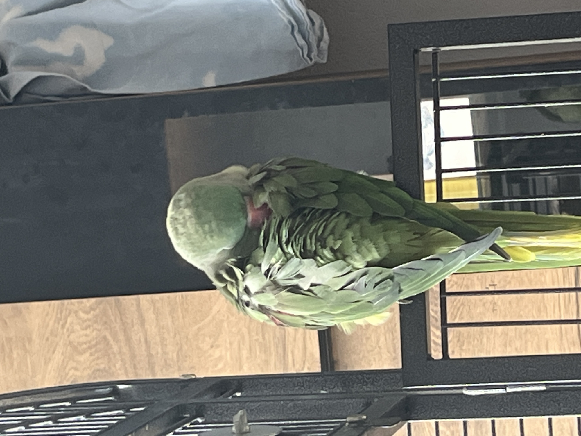 A green parrot with its head tucked into its body is perched on the edge of a dark-colored metal cage. The parrot's feathers are ruffled, and a hint of red is visible around its neck. The background features a wooden panel with a visible grain pattern and a dark surface. To the right, a light blue cloth with white splotches is draped, possibly a piece of clothing or fabric. The scene appears to be outdoors or in a well-lit indoor space, with natural light illuminating the parrot. The image is taken from a medium distance, focusing on the bird and its immediate surroundings. The location of Pazardzhik, Bulgaria is not evident from the visual cues in the image.