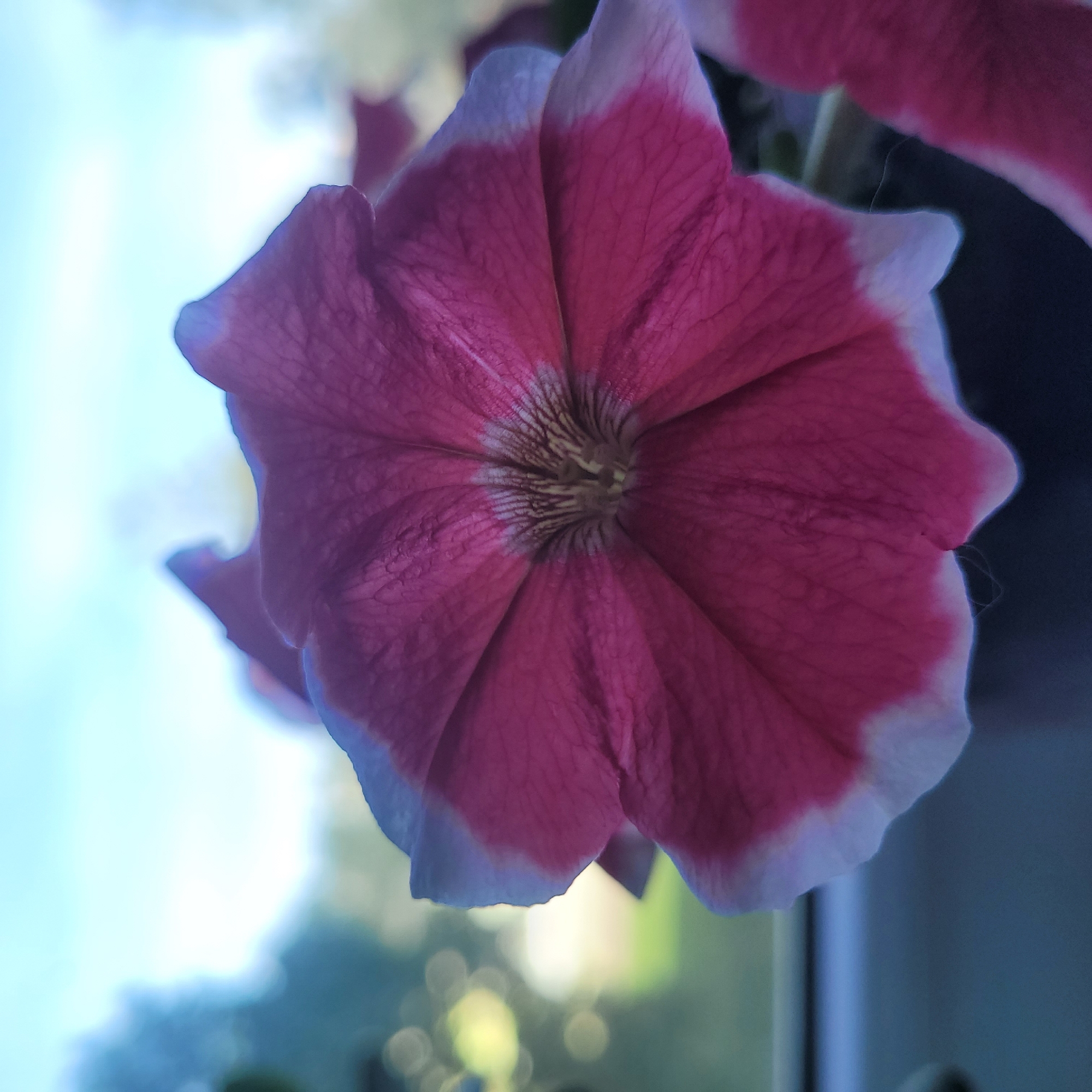 The image is a close-up, macro photograph of a vibrant pink and white petunia flower, positioned in the foreground. The flower has delicate, ruffled petals with a darker pink interior that fades to white at the edges. The center of the flower reveals intricate veins and a yellowish-brown stamen. The background is softly blurred, showing a bright, light blue sky and the indistinct shapes of green foliage and bokeh lights, suggesting an outdoor setting. The flower appears to be placed on a windowsill or ledge, as a dark, out-of-focus surface is visible at the bottom of the frame. There are no people or animals visible in the image. The image does not provide any information that would allow for its location to be determined within the city of Jūrmala, Latvia.