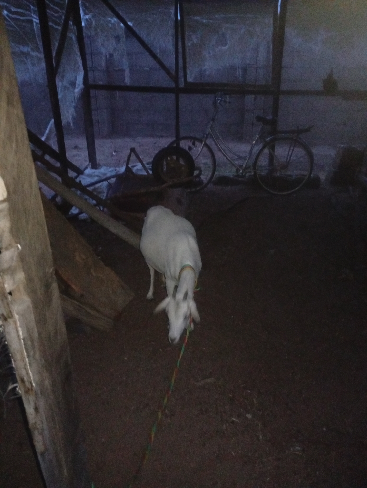 A white goat with a colorful rope around its neck is standing in a dimly lit, dirt-floored structure, possibly a barn or shed. The goat is the primary subject, facing downwards and to the right, with its head lowered as if grazing or investigating the ground. Behind the goat, a bicycle is visible, leaning against a wall or structure. The environment appears to be rural, with rough wooden beams and supports forming the structure, and a gritty, uneven ground surface. The lighting is low, casting long shadows and obscuring details in the background. The overall impression is of a simple, utilitarian space where animals and equipment are kept.