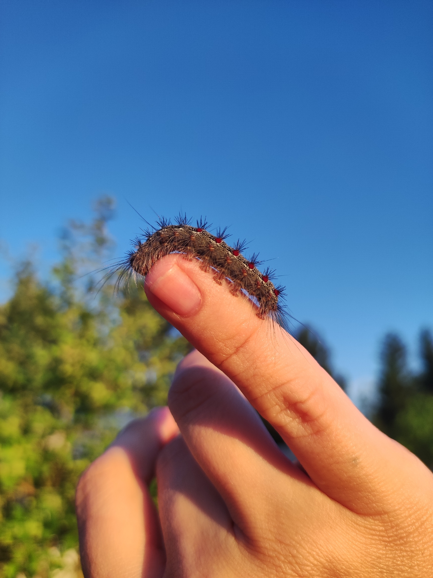 A close-up, eye-level shot shows a fuzzy caterpillar perched on a person's fingertip against a bright blue sky. The caterpillar is dark brown with black bristles and prominent red spots along its back. Its long, wispy hairs extend from its body. The hand holding the caterpillar is lightly tanned and appears to be a person's index finger and thumb.
In the background, out-of-focus green foliage suggests an outdoor setting, possibly a garden or natural landscape. The sunlight is warm, indicating it's likely daytime, possibly late afternoon given the golden light on the skin. The sky is clear and cloudless, implying fair weather. The overall scene is peaceful, with the focus on the delicate interaction between the person and the small creature. No visible text is present. The location context is Фоки, Russia.