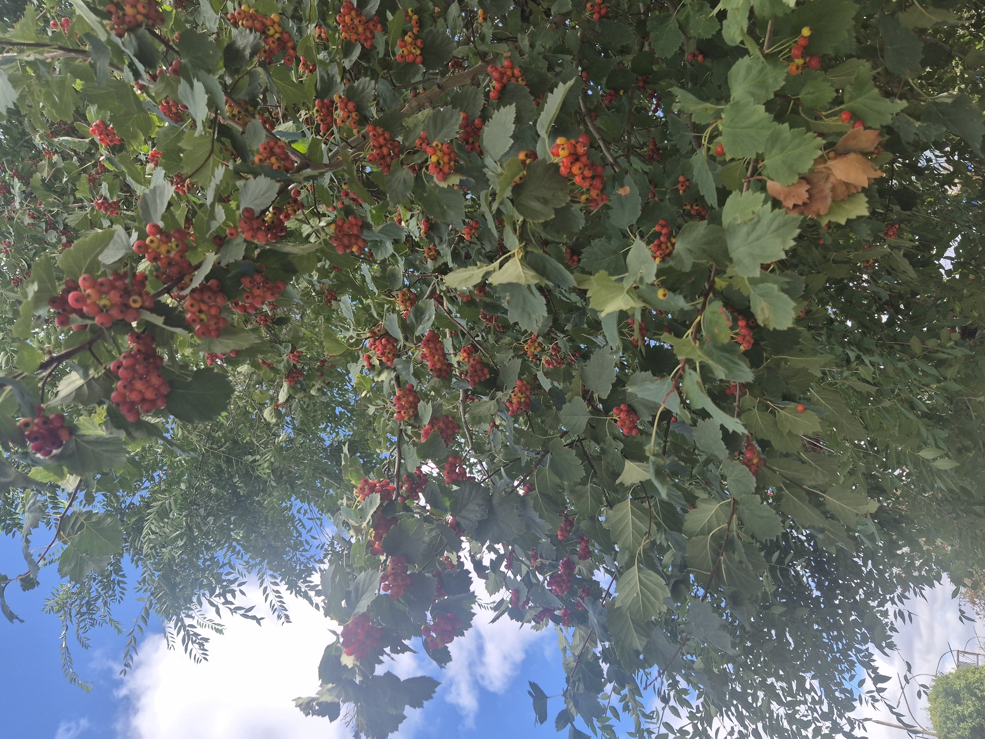 A medium shot captures a Hawthorn tree laden with clusters of ripe, red berries against a bright blue sky with scattered white clouds. The tree's branches are full of green leaves, some of which are tinged with yellow and brown, suggesting the onset of autumn. The berries are a dominant feature, appearing in various stages of ripeness, from yellow to deep red. Some dried brown leaves are also visible on the branches. The scene appears to be outdoors, likely in a park or residential area, given the presence of streetlights and part of a building visible in the background on the lower left. The lighting suggests it is daytime, possibly late afternoon due to the angle of the sun creating some subtle shadows. The image is taken from a low angle, looking up into the canopy of the tree. The specific location in Kokshetau, Kazakhstan, cannot be determined from the visual information alone.