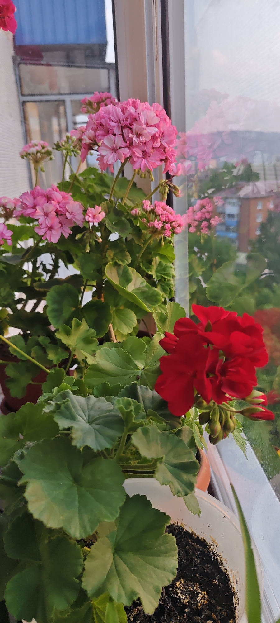 A close-up, vertical shot shows potted geraniums on a windowsill. The plants feature clusters of pink and red flowers, along with green, lobed leaves. The window reflects buildings and a blue structure in what appears to be a city, consistent with Mezhdurechensk, Russia. The scene is illuminated by natural light, suggesting it is daytime.