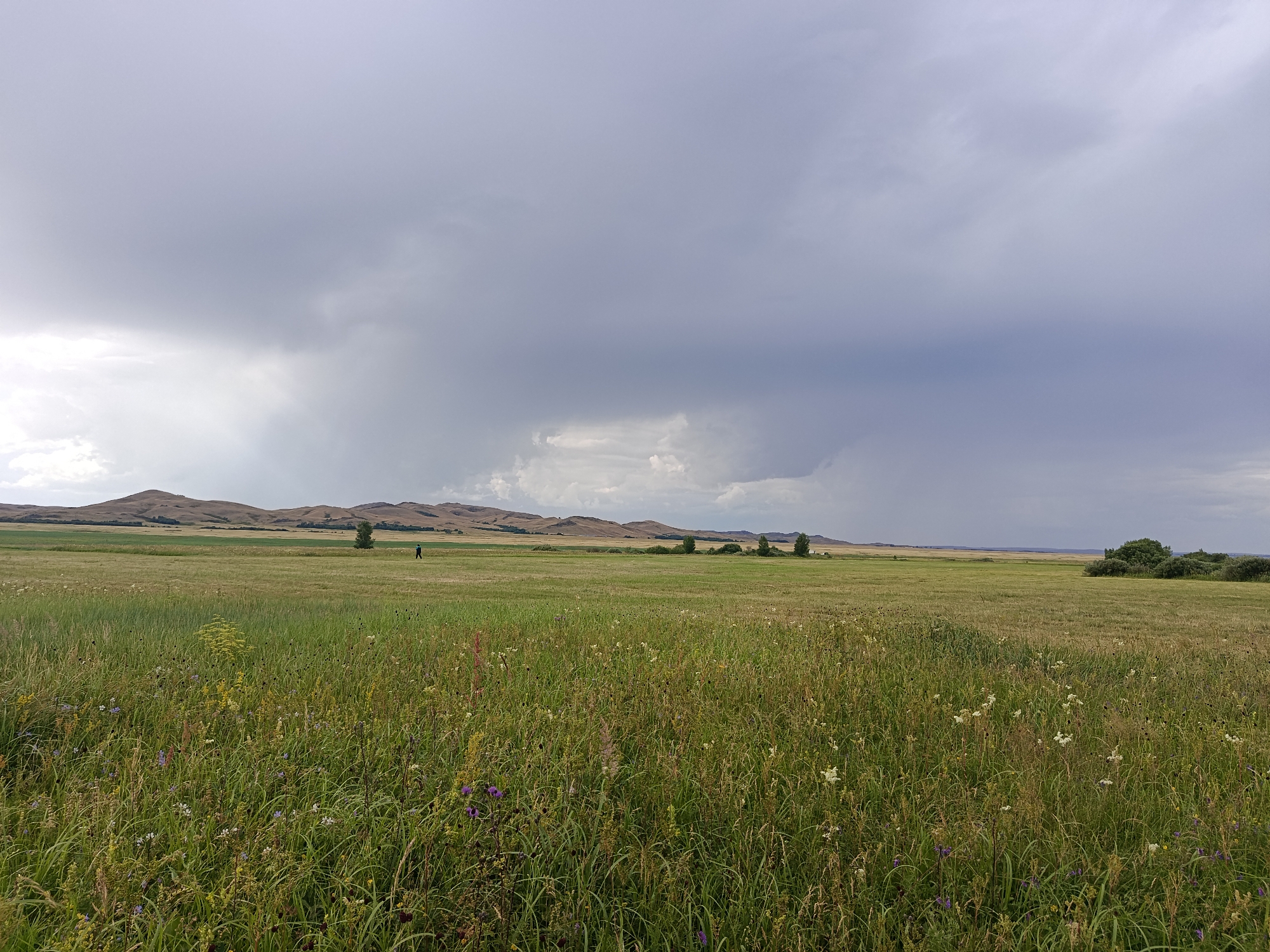 The image depicts a wide, open grassy field under a dramatic, cloudy sky, suggesting an approaching storm. The foreground is dominated by tall, wild grass interspersed with small wildflowers in shades of purple, white, and yellow. In the middle ground, the field transitions to shorter, drier grass, and further back, rolling, tan-colored hills form the horizon. A solitary human figure, appearing as a dark silhouette, walks across the middle ground. Several scattered trees are visible along the horizon line. The overall impression is one of a natural, rural landscape in the city of Imeni Tel'mana Nomer Tretiy, Kazakhstan, characterized by its vastness and the impending weather.