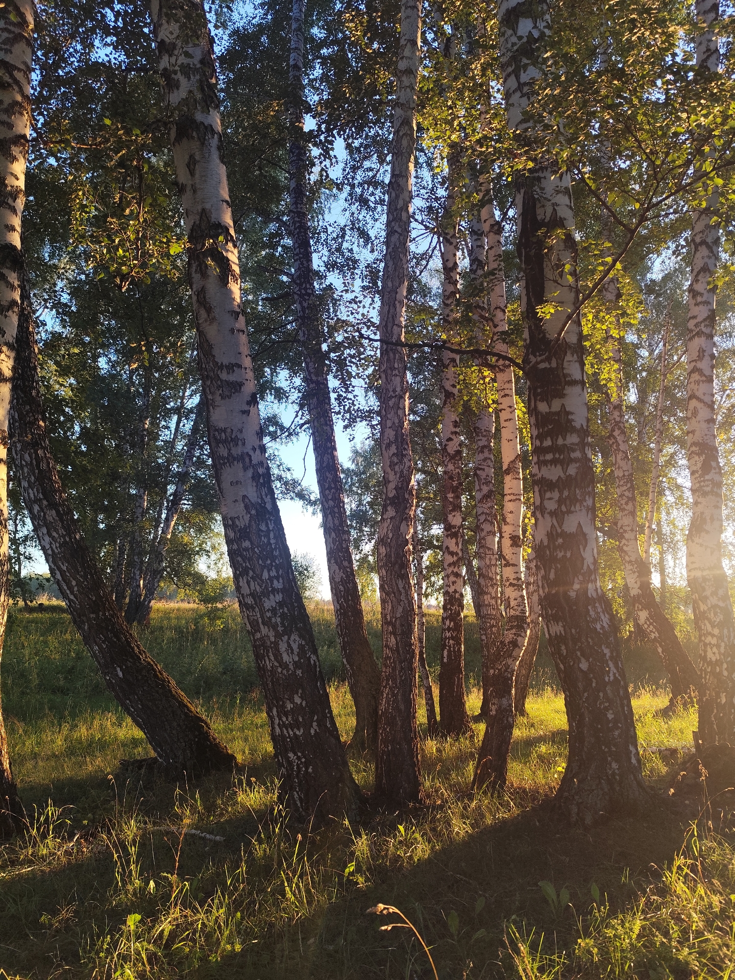 A sunlit forest of birch trees with distinctive white bark and dark markings stands on a grassy slope. The sun's rays filter through the leaves, casting dappled shadows on the ground. The foreground is filled with tall, green grass and some dry stalks, all illuminated by the golden light. In the background, more trees are visible, receding into the distance under a clear blue sky. The scene suggests an outdoor natural environment, possibly a park or a wooded area. Based on the information provided, this location is in Barlaksky, Russia.