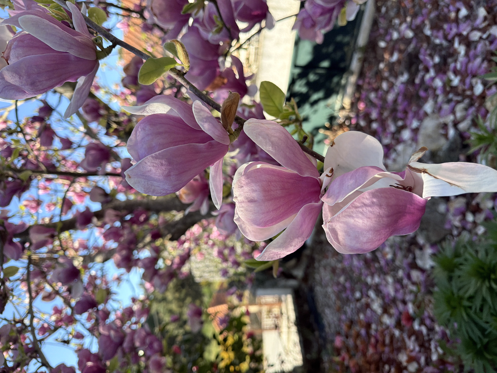 The image shows pink and white magnolia flowers in Vila Real, Portugal. The flowers are in bloom on a tree branch, with more blossoms visible in the background, partially obscured by the sky. The ground is covered in fallen petals, mixed with green foliage and bare earth. Building roofs can be spotted through the flowers. The photograph is taken from a low angle, looking up into the tree.