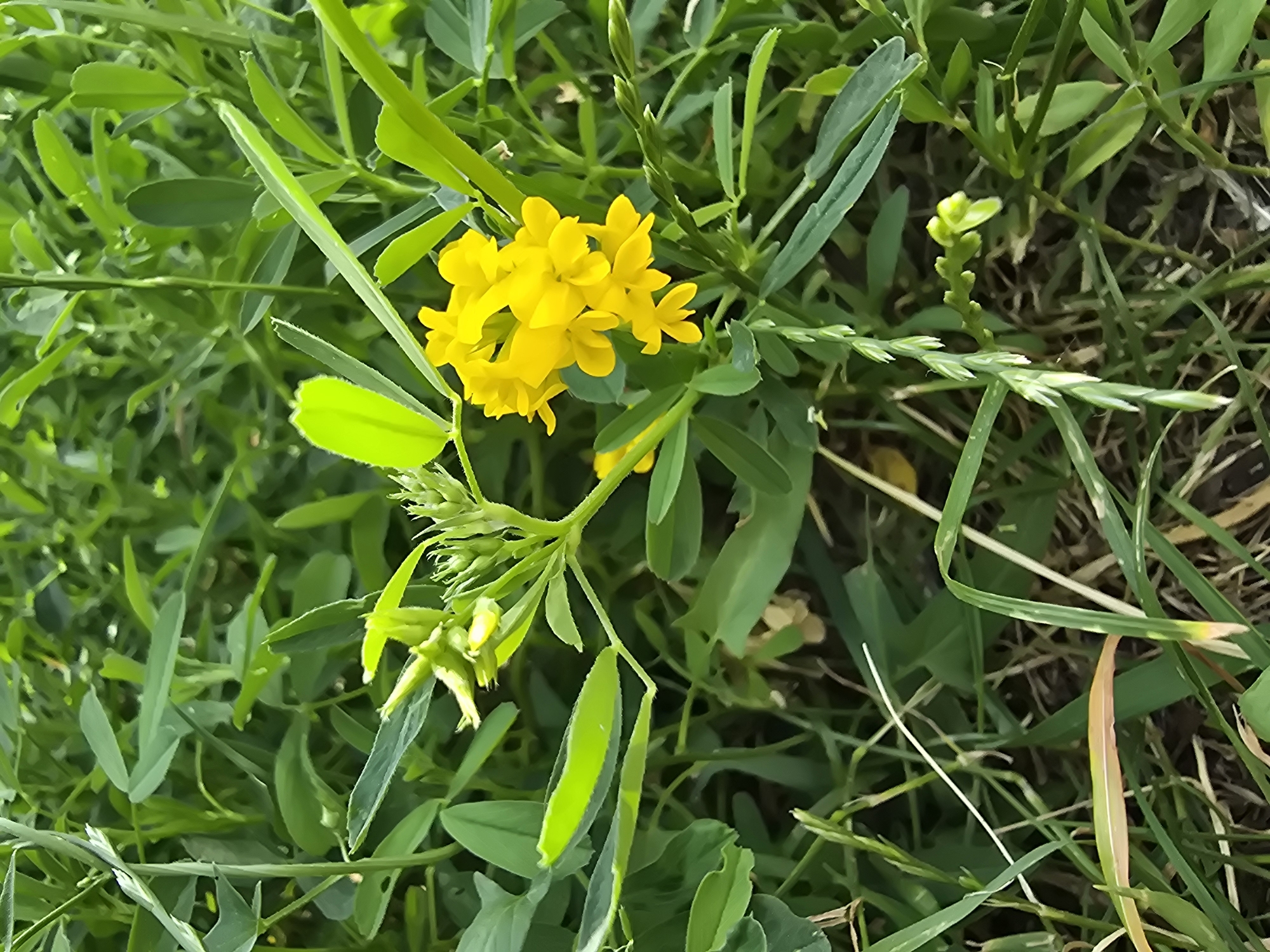 A close-up, eye-level shot captures a cluster of small, bright yellow flowers in bloom, nestled amongst lush green foliage. The flowers, clustered on thin stems, display delicate petals. The surrounding leaves are varied in shape and size, some elongated and narrow, others more oval, with a vibrant green hue. The background consists of more greenery and hints of brown soil and dry grass. The scene suggests an outdoor environment, possibly a field or garden, in Sofiivska Borshchahivka, Ukraine. No people or animals are visible in the image.