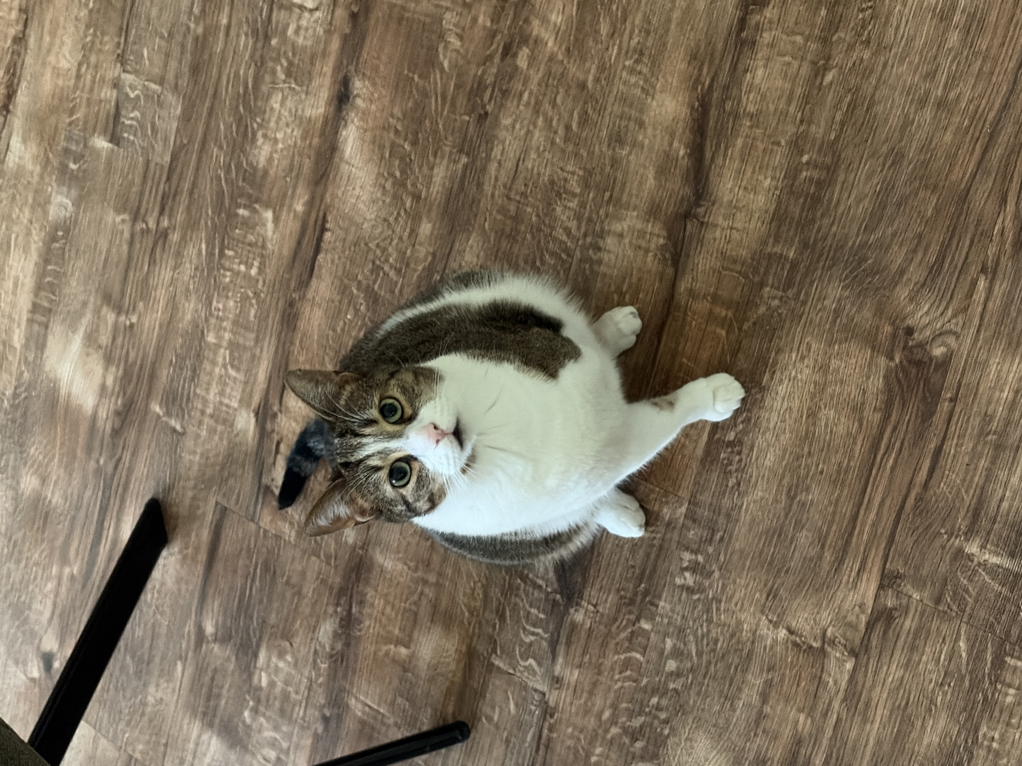 A high-angle medium shot captures a tabby cat sitting on a brown wood-grained floor, looking up at the camera. The cat is mostly white with brown tabby markings on its head, back, and tail. Its eyes are green, and its nose and mouth are pink. The cat is positioned in the center of the frame, with a dark, angled object, possibly a chair leg, visible in the upper left corner of the image. The floor has a subtle wood grain pattern and appears to be indoors. The scene is static, with no discernible action or interaction taking place.