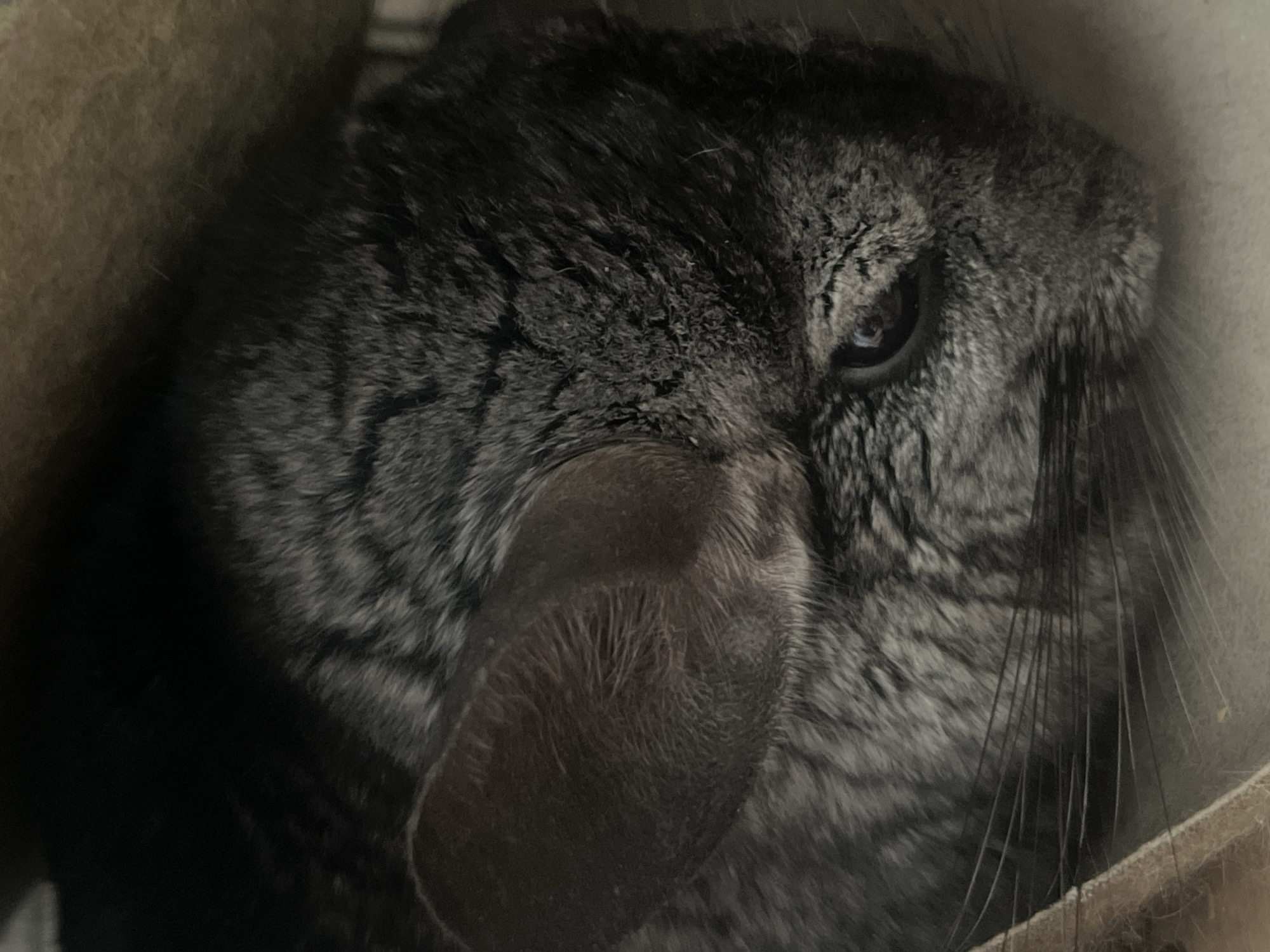 A close-up, overhead shot shows the face of a chinchilla. The chinchilla is grey with black markings and has large, dark eyes and prominent ears. Its whiskers are long and sensitive. The chinchilla appears to be resting in a dark, enclosed space, possibly a cage or bedding. There are no people or other animals visible in the image. The image was taken in the city of Rybnitsa, Moldova.
