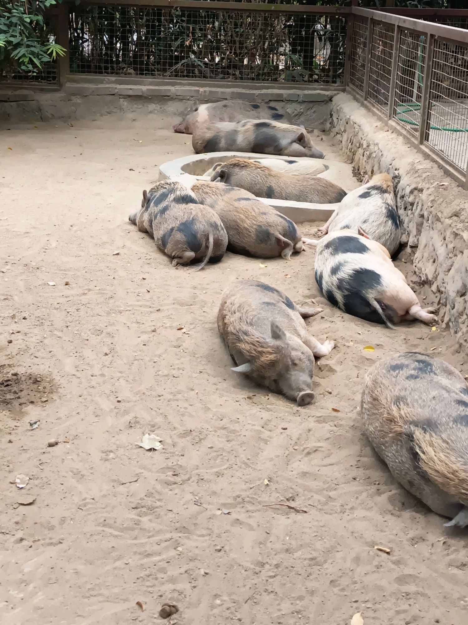 Eight domestic pigs are resting on a sandy enclosure. The enclosure has a concrete trough filled with water in the center, and a wire fence enclosing the area. The pigs are of various sizes and colors, with some having spotted markings. The ground is covered in sand and some scattered leaves. The image appears to have been taken in an outdoor zoo or farm setting.