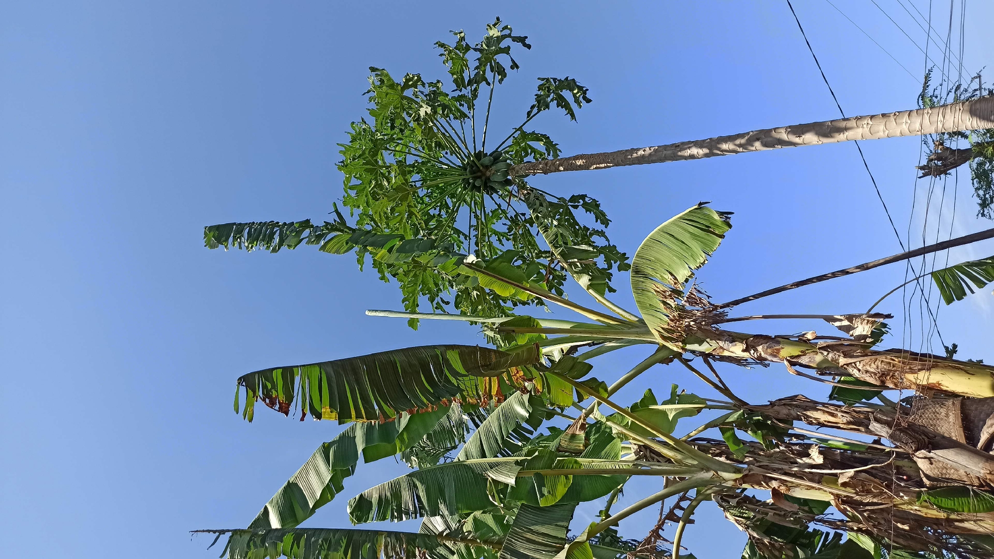 In Gegeran, Indonesia, a clear blue sky serves as the backdrop for several tall trees. To the left, a cluster of banana trees with large, tattered leaves reaches upwards. To the right, a papaya tree stands prominently, its trunk textured and its branches laden with small, green papayas. The scene is framed by a few visible power lines near the bottom of the image, suggesting an inhabited area.
