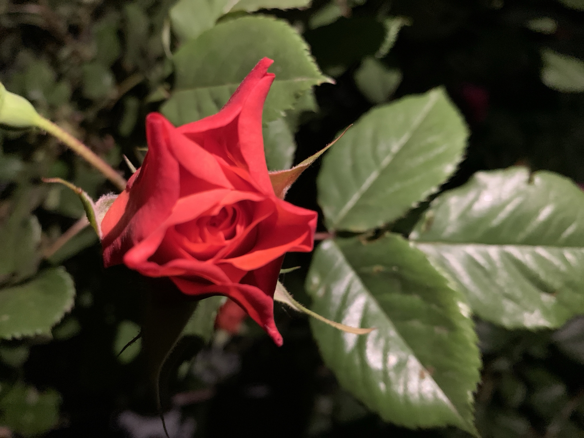 A close-up shot of a red rose in partial bloom, surrounded by green leaves. The rose is the focal point, with its petals tightly folded at the center and gradually opening outwards. The leaves are a vibrant green with visible veins. The background is dark and out of focus. The location is Unknown, Unknown. No people are visible.