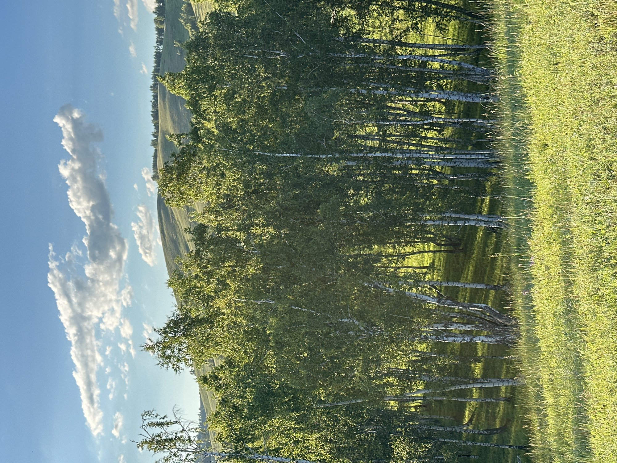 The image depicts a pastoral scene dominated by a line of birch trees with their characteristic white bark. The trees are lush with green foliage, casting dappled shadows on the grassy ground beneath them. To the right of the trees, a field of tall, green grass stretches out, catching the sunlight. The overall impression is one of natural beauty and tranquility.
The sky is a vibrant blue, dotted with a few wispy white clouds. The angle of the sunlight suggests it is either early morning or late afternoon, as indicated by the long shadows and the warm glow on the grass. The landscape appears to be rolling hills covered in grass, with the birch trees forming a distinct line along a gentle slope. There are no people or man-made objects visible in the scene, emphasizing the untouched, natural quality of the environment. The image evokes a sense of peace and a connection to nature.