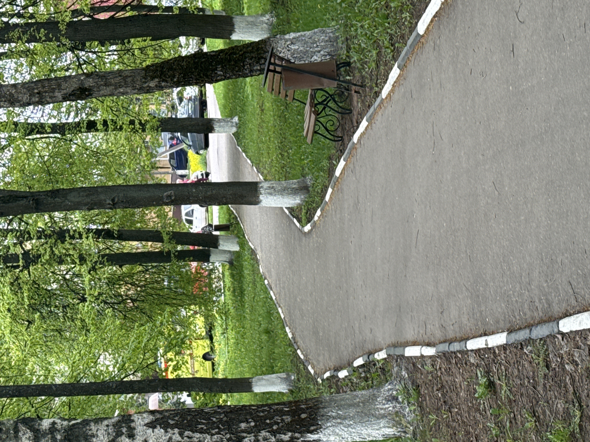 The image depicts a paved pathway in a park or garden setting, located in Dmitrov, Russia. The pathway is bordered by a white and black painted curb. Along the left side of the pathway, several trees are planted in a row, their lower trunks painted white. A bench with a trash receptacle stands alongside the path. In the background, cars are parked near buildings obscured by trees. The image is taken at an angle, giving a vertical perspective of the landscape.